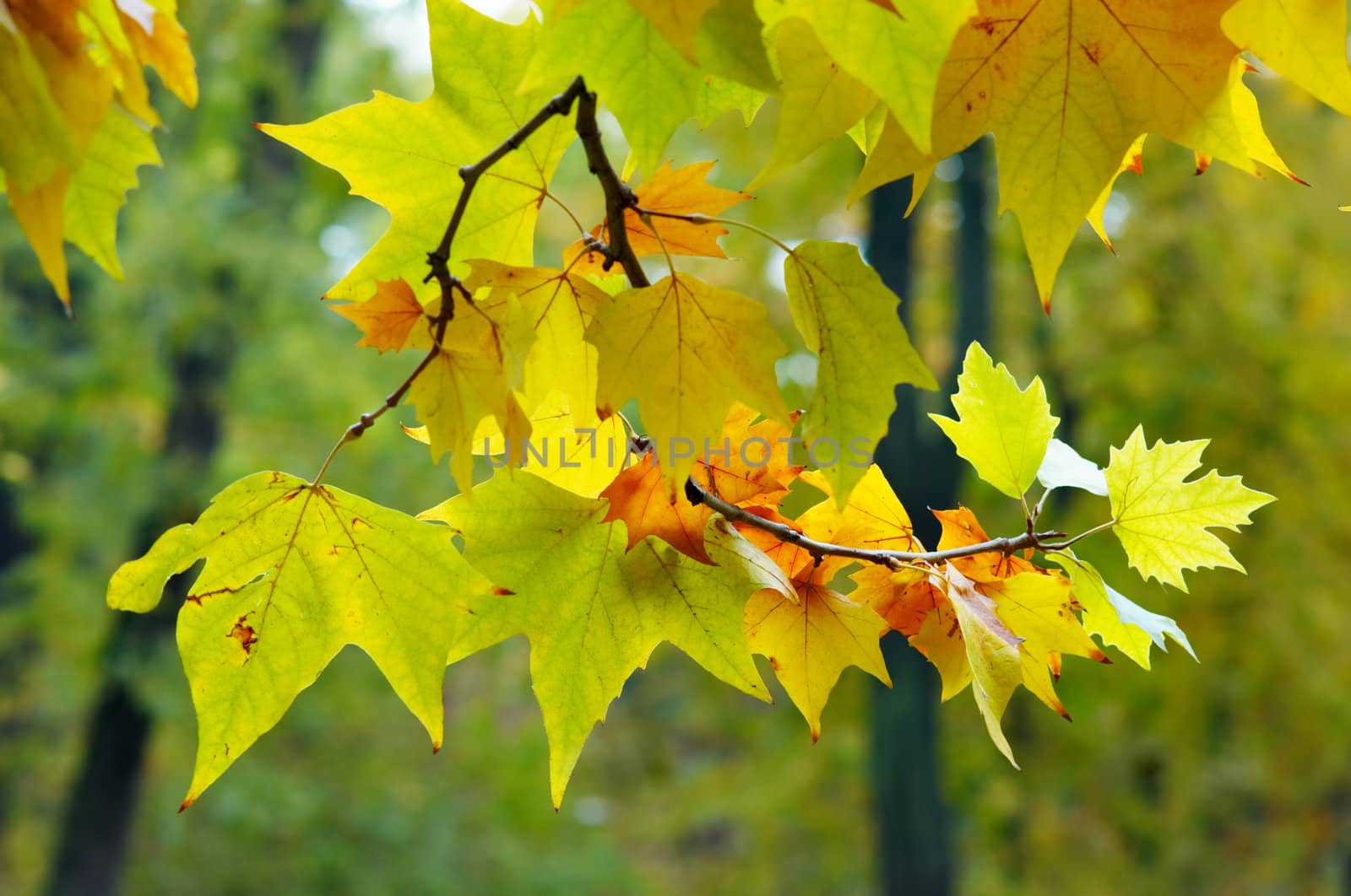 multicolored autumn by starush