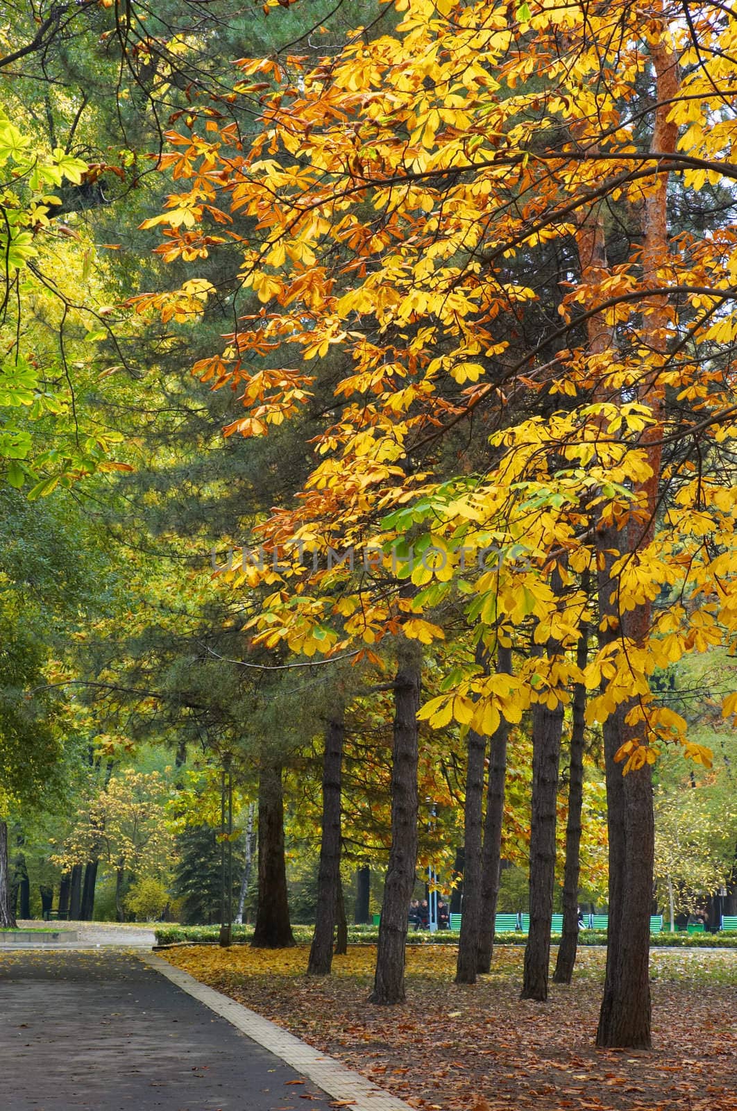 autumn avenue in park  by starush