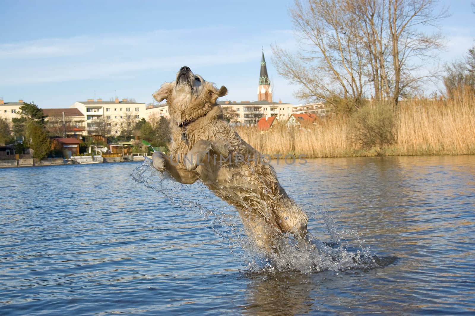 a retriever playing at the lakeside