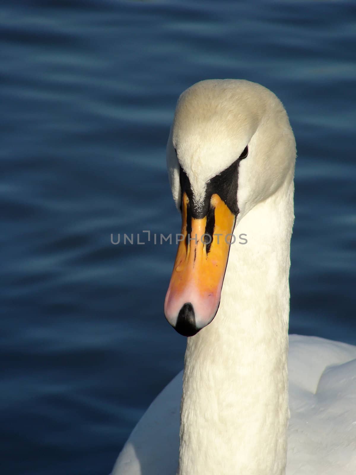a portrait of a white swan