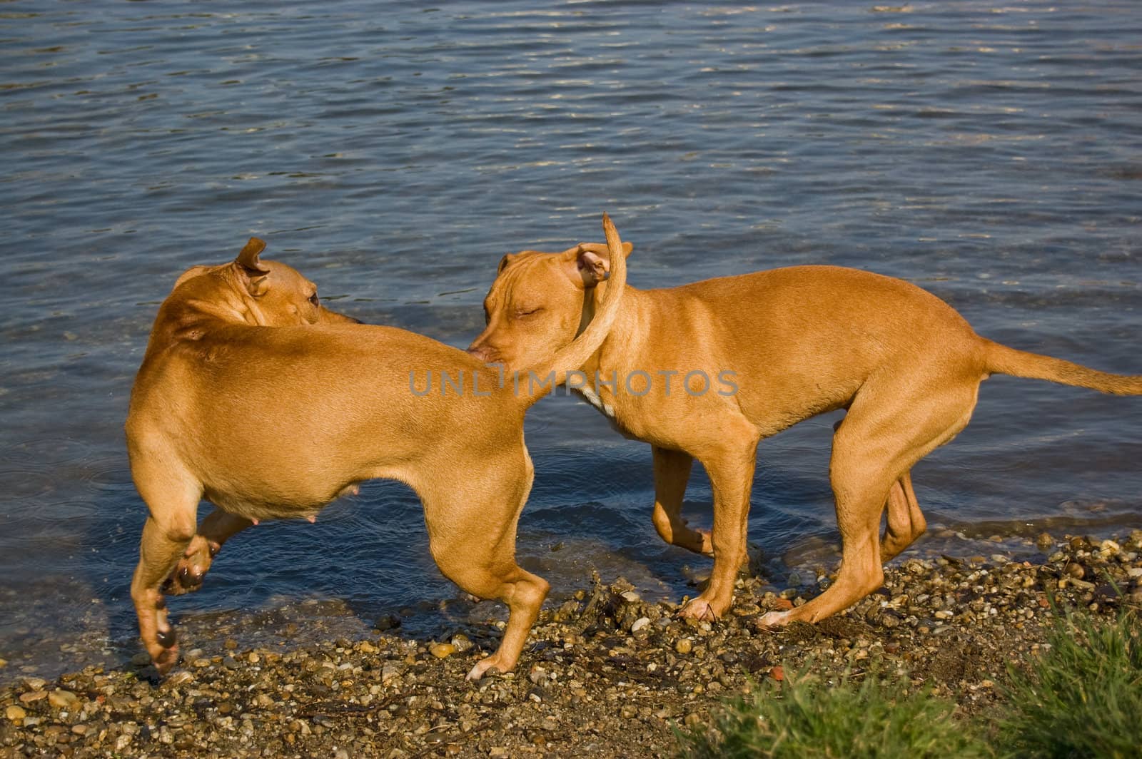 two red-nose pitbull terrier in love