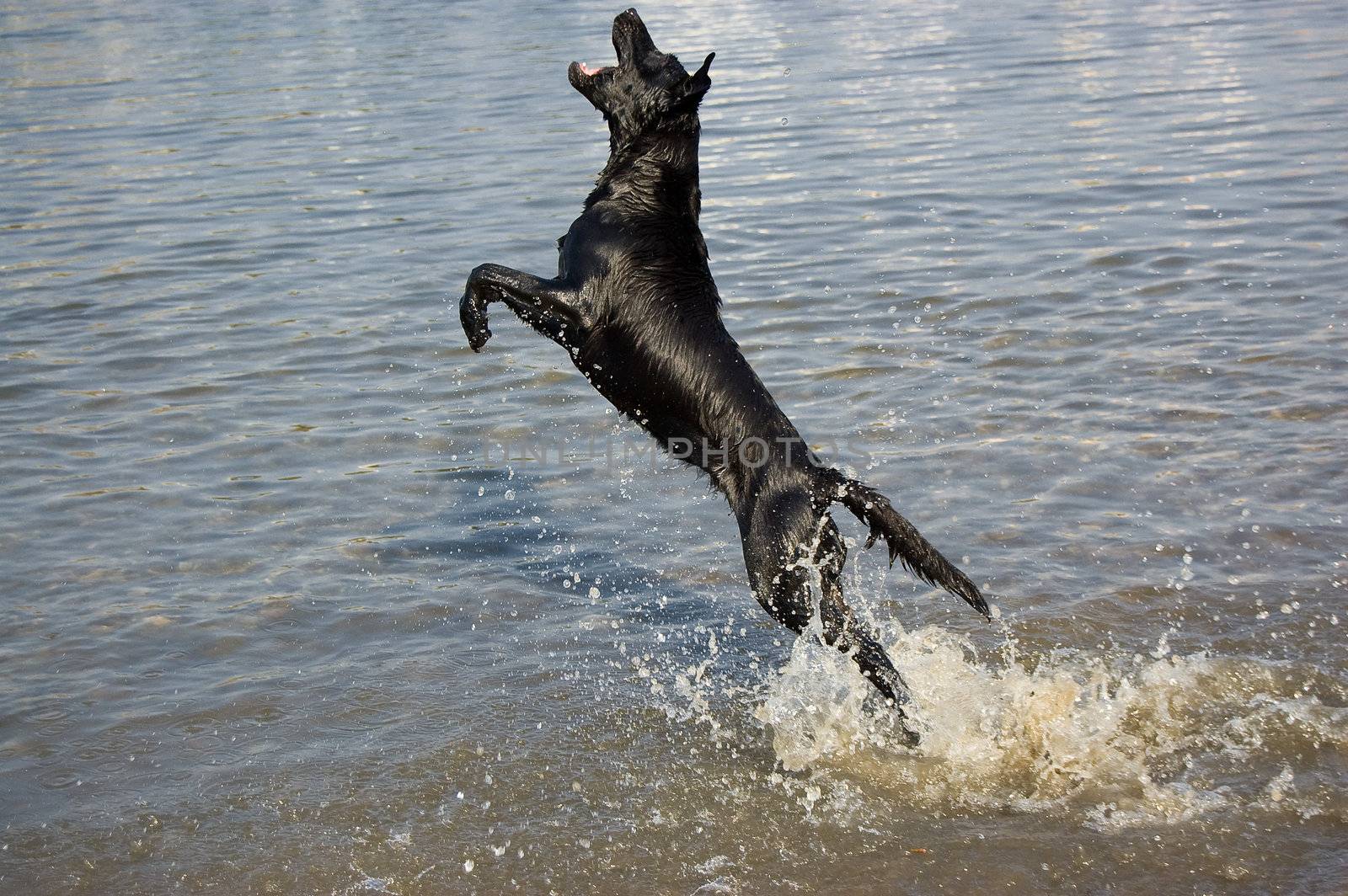 a black dog playing at the seaside