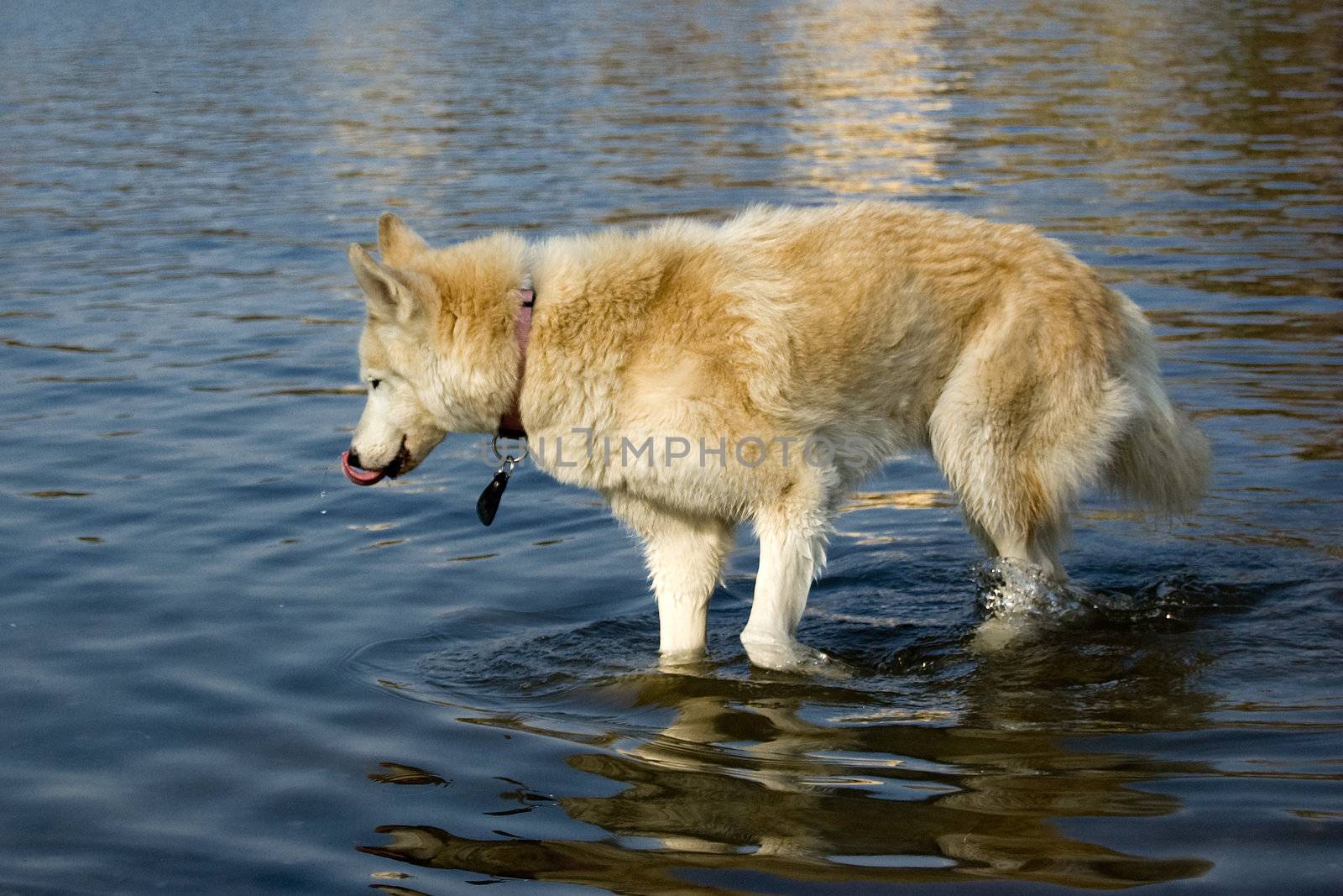 thirsty dog by laengauer