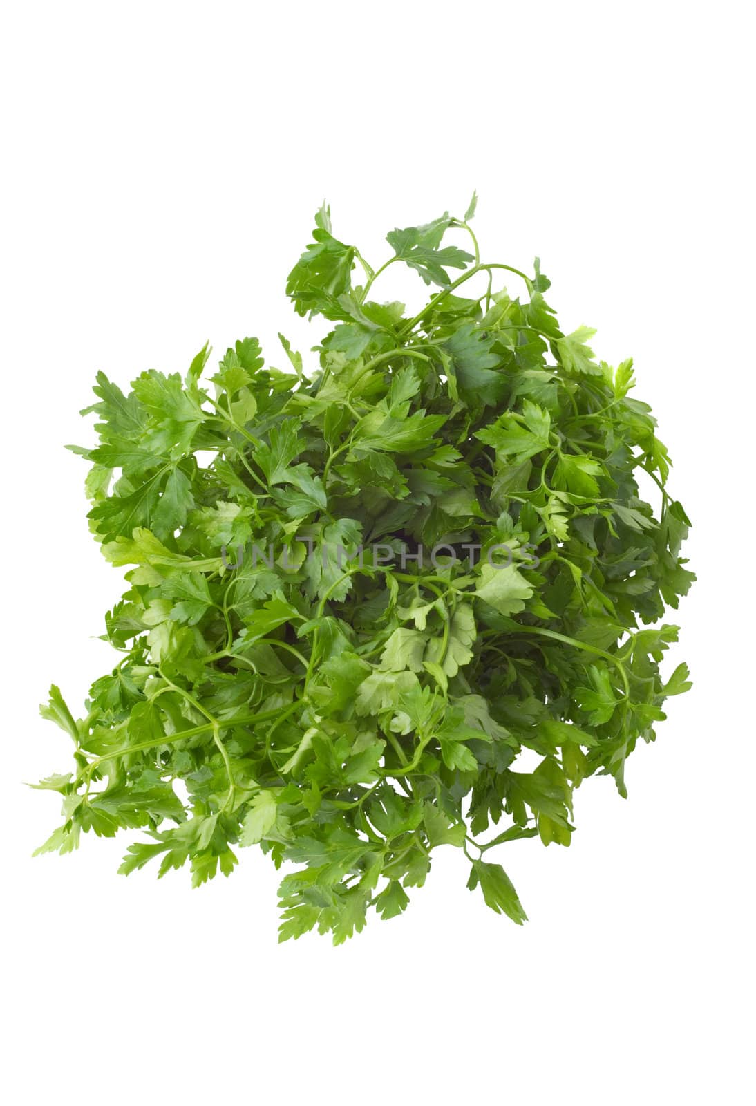 bunch of green succulent parsley scapes, isolated on white. view from the top.