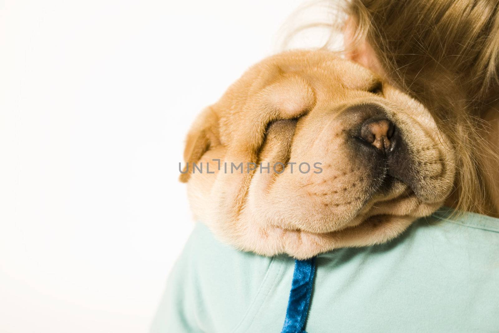 Young girl holding a sharpei pup on her shoulder sleeping