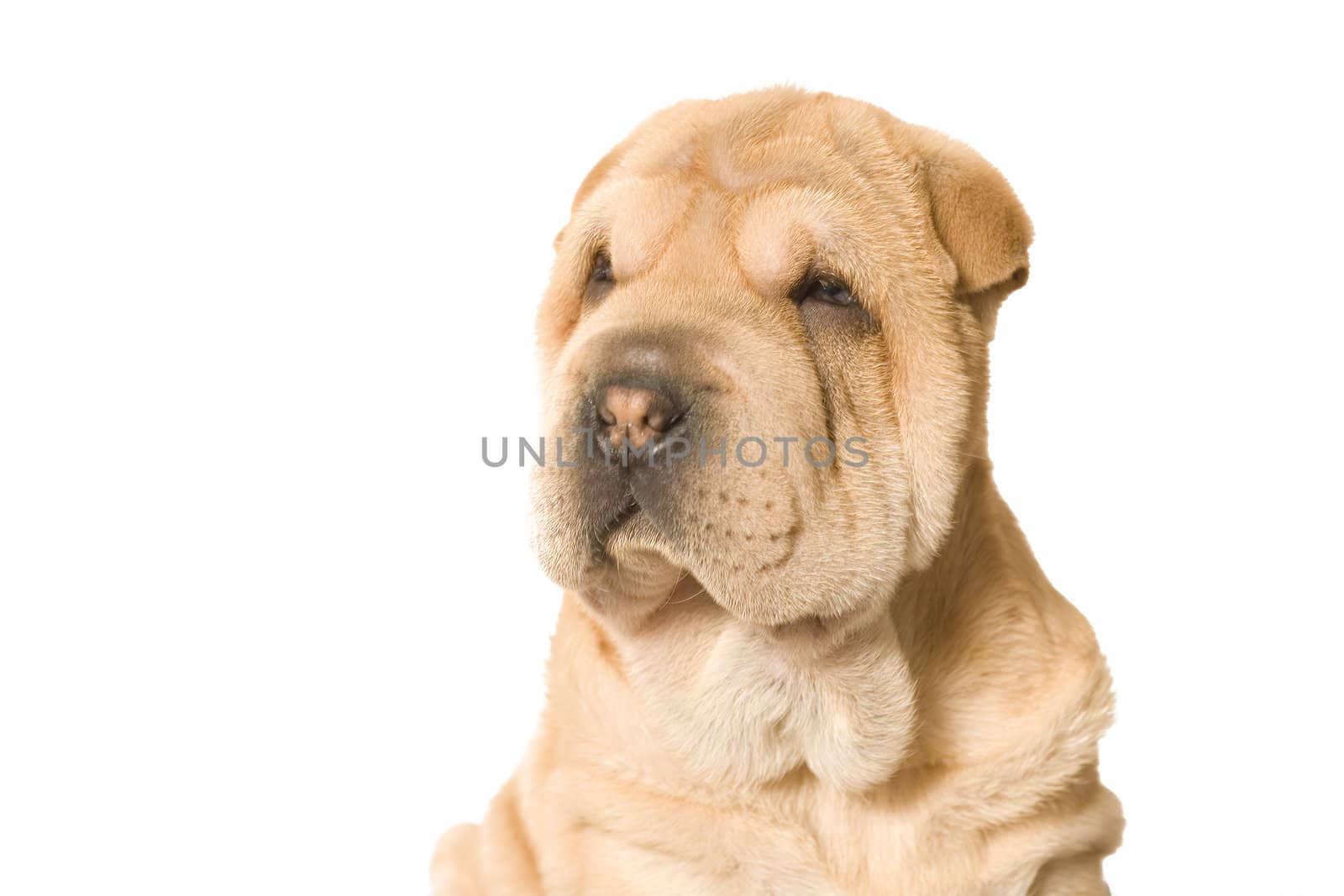 A young sharpei pup posing in the studio