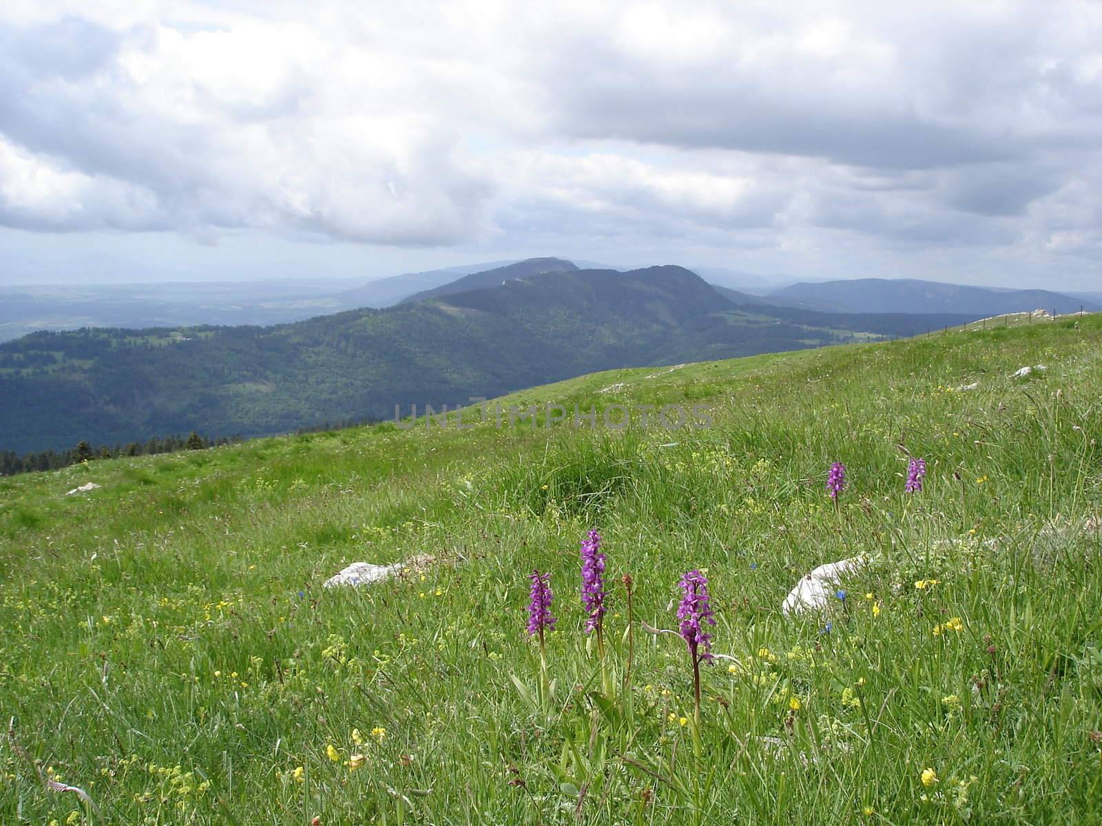 Orchids In A Highland Meadow In Chasseron Area Jura Mountains Switzerland.