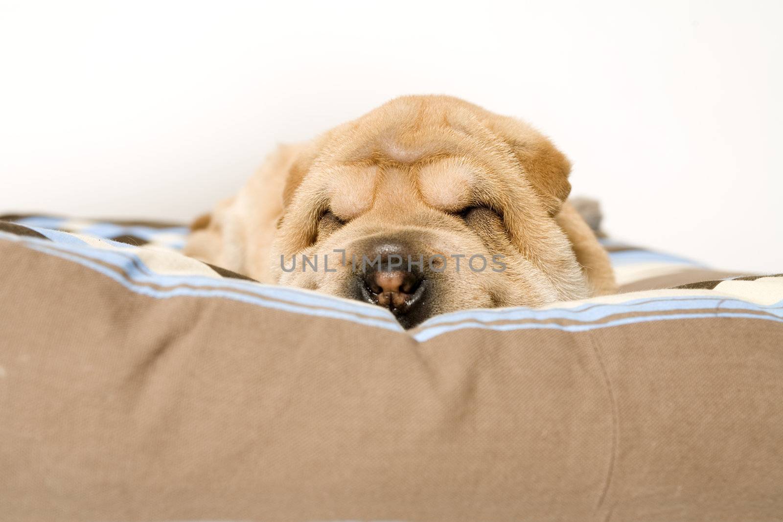 A young sharpei puppy sleeping on it's pillow