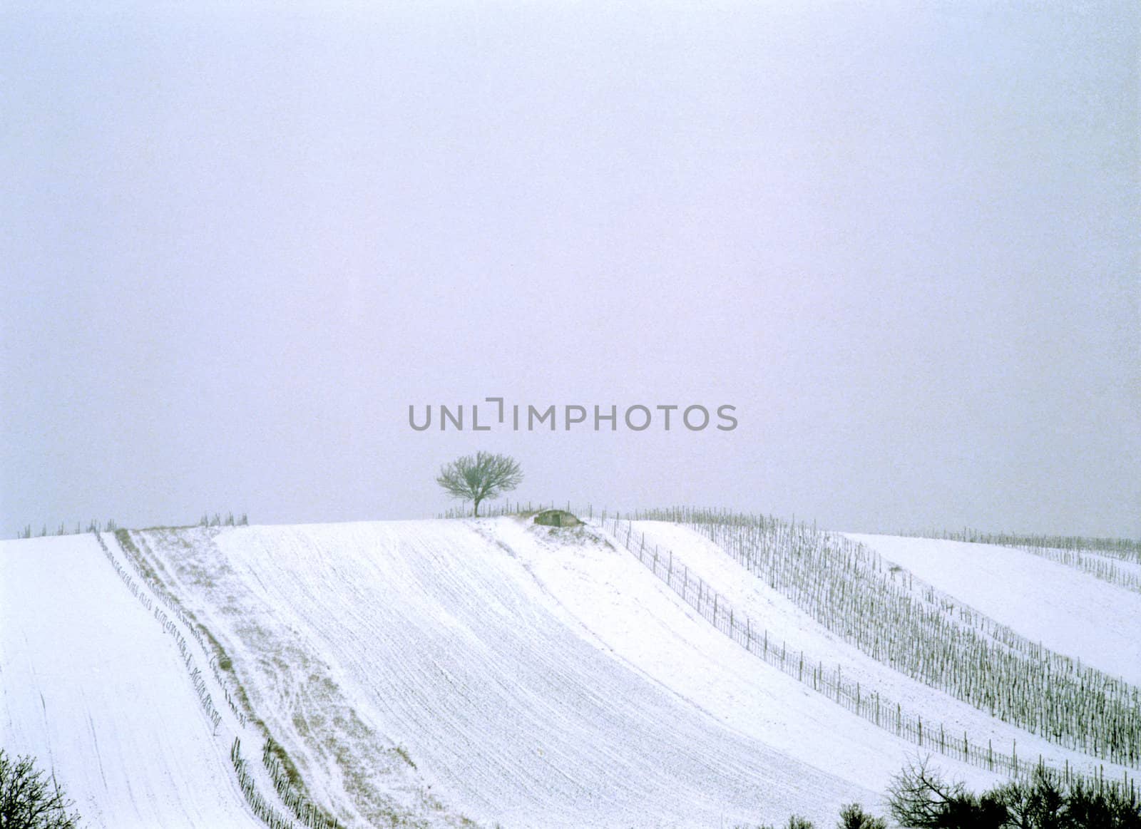 Hill with grapevine field in winter