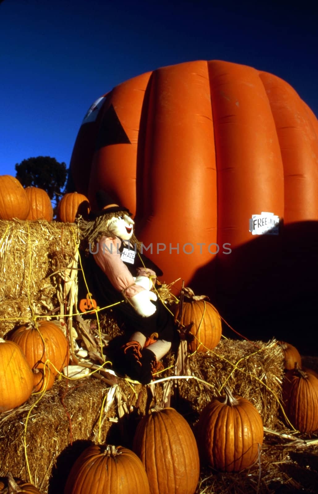 Pumpkins sale place with a jumping  baloon