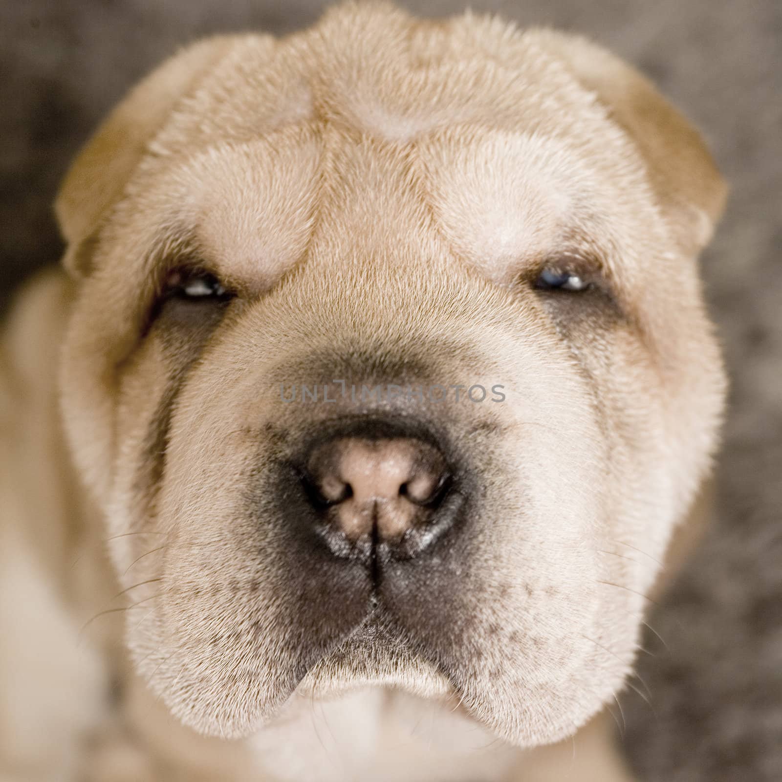 A sad looking puppy portrait in the studio