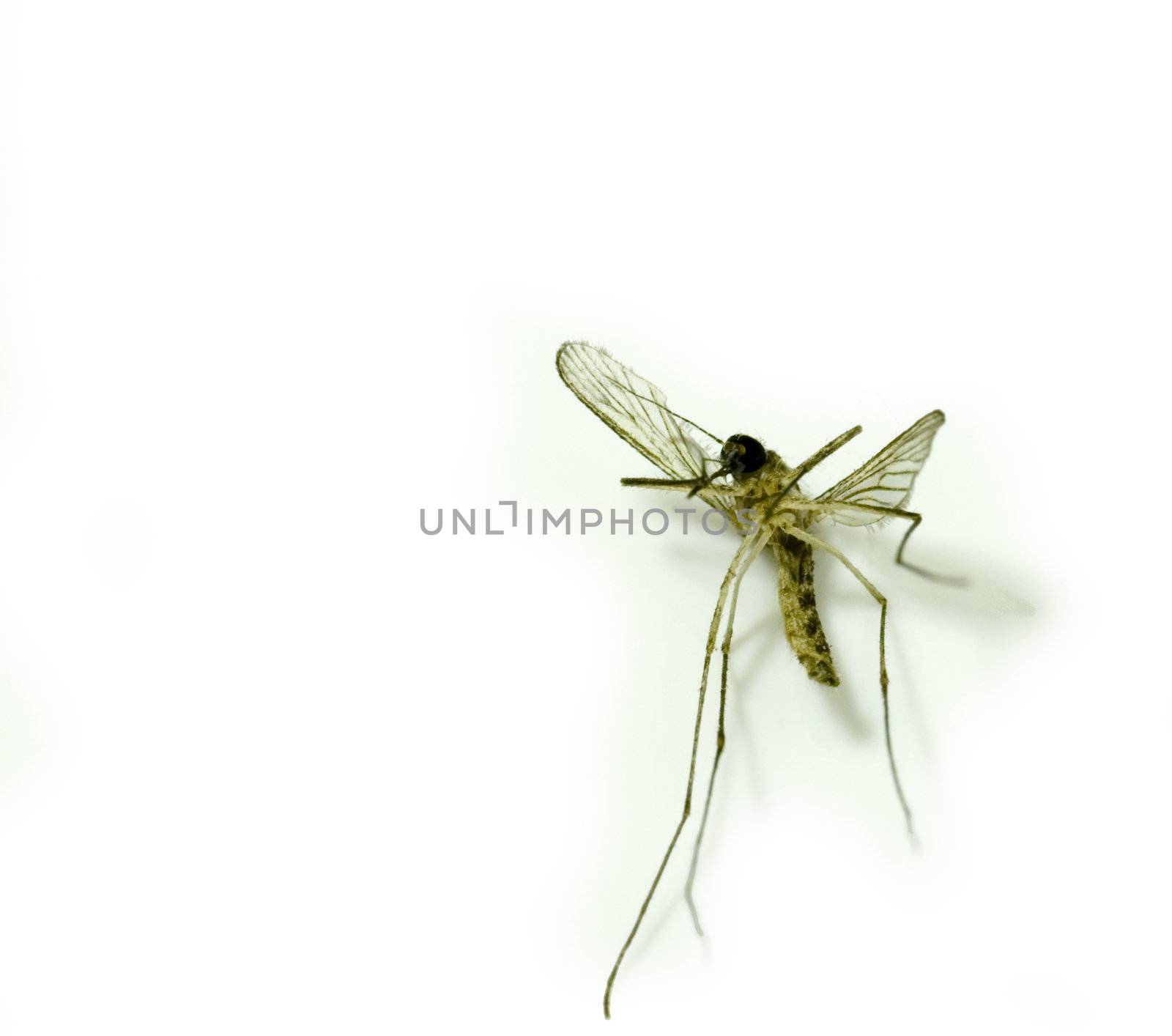 close up on a mosquito