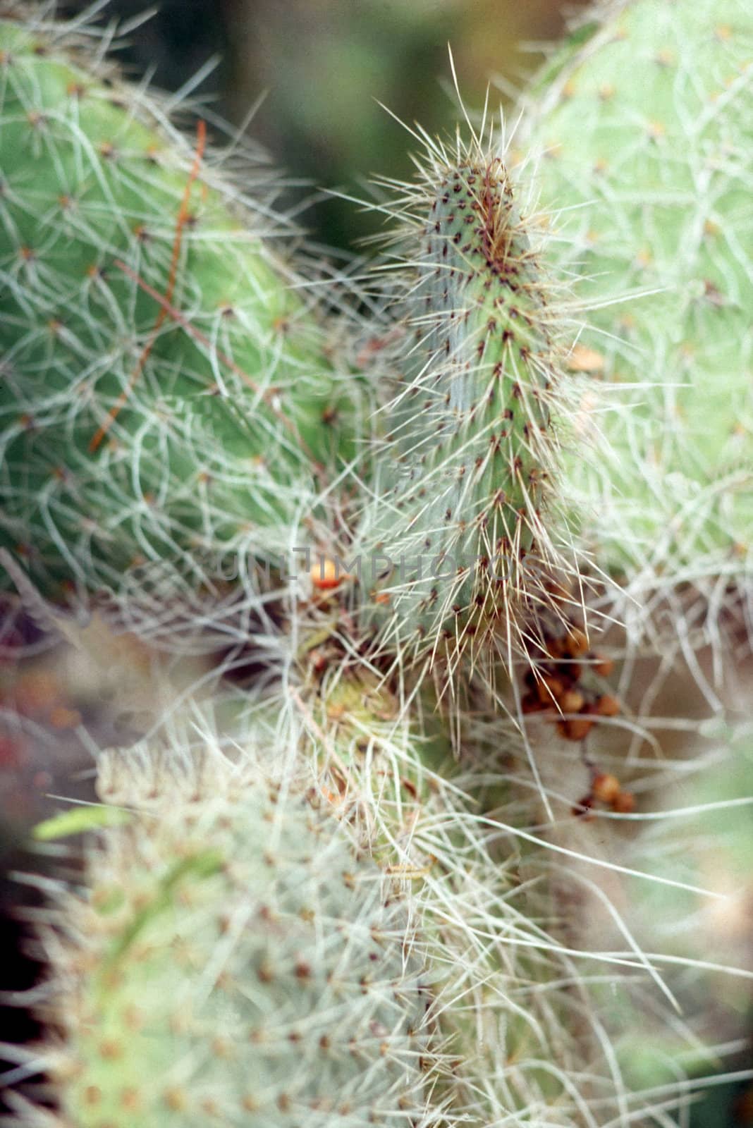 Close up of cactus
