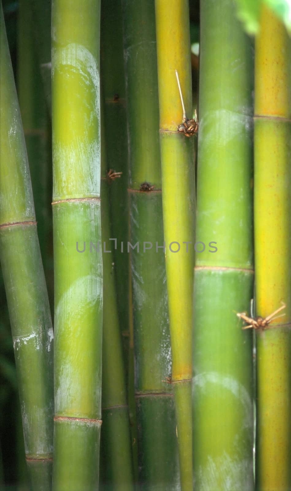 Close up of bamboo