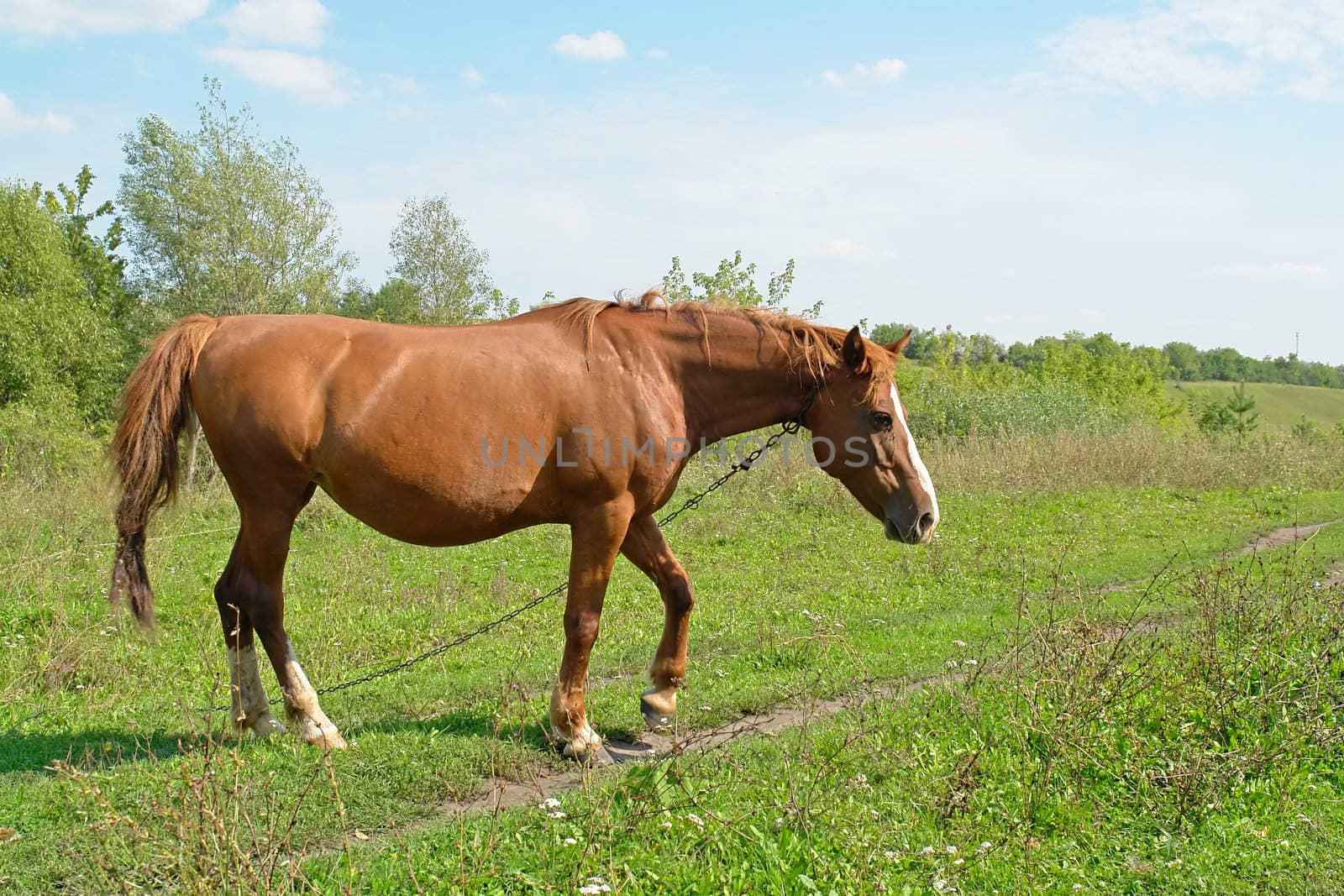brown horse on a background of a green grass                               