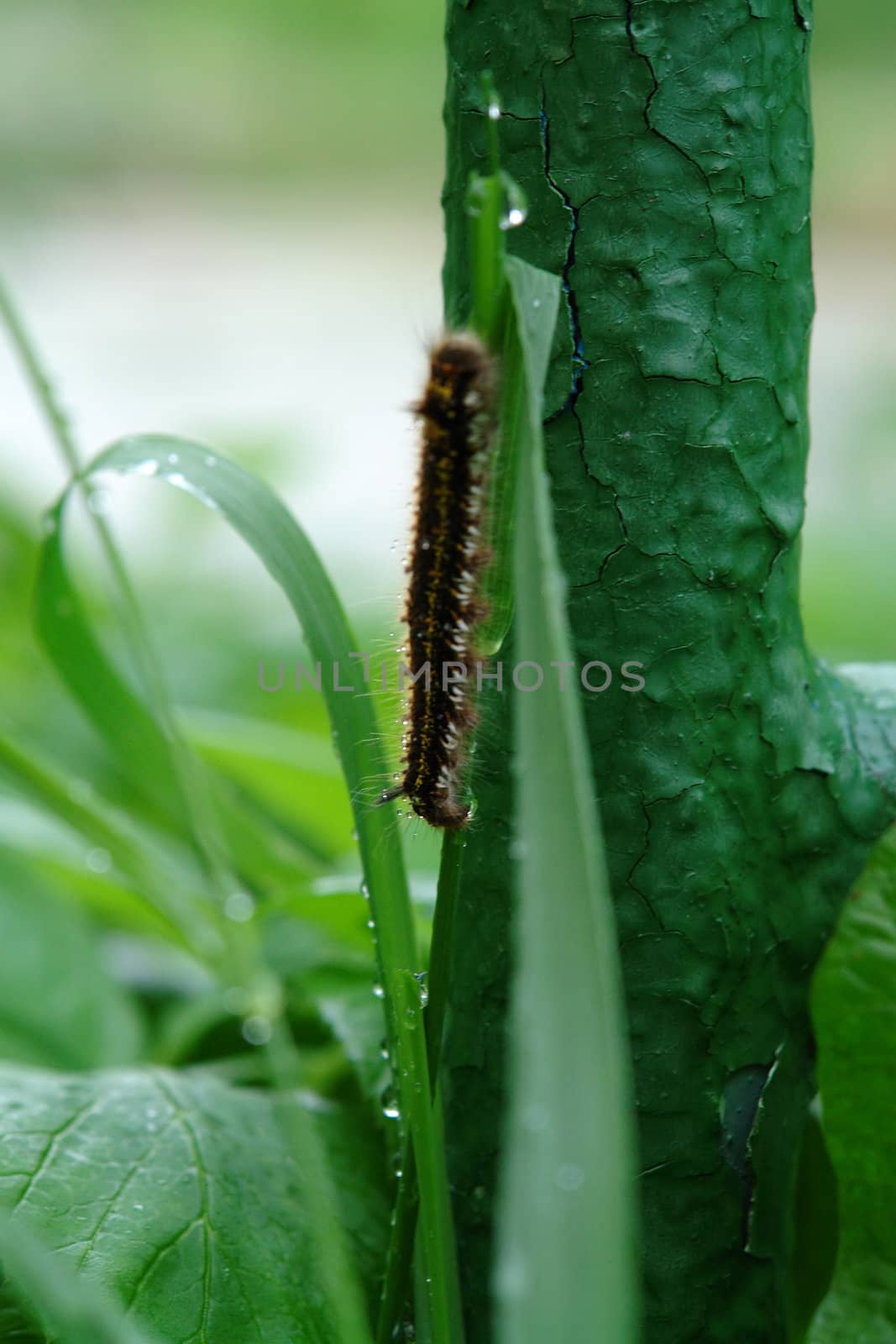 The brown caterpillar creeps on a green grass