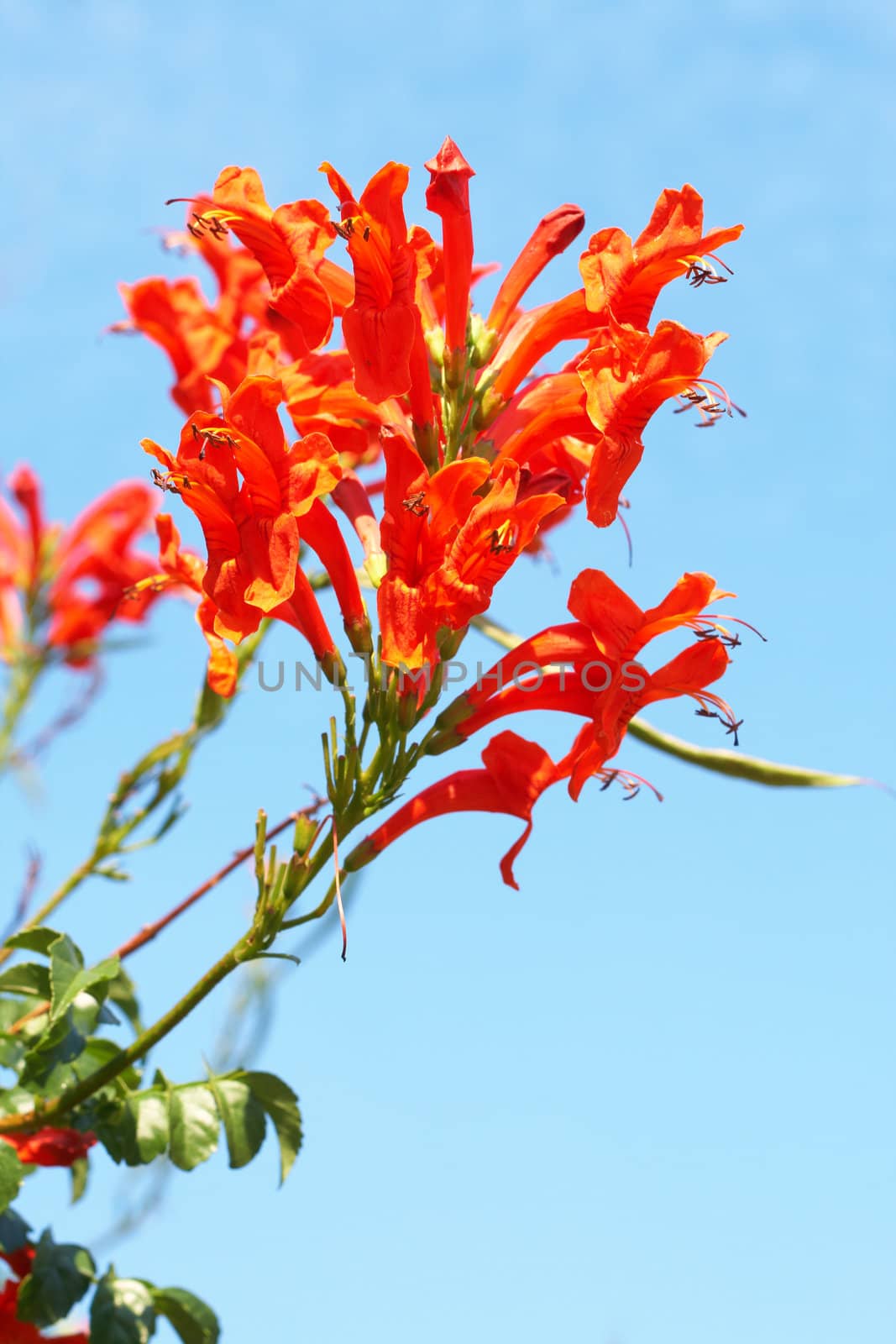 Orange Cape Honey (Melianthus) flowers on blue sky background