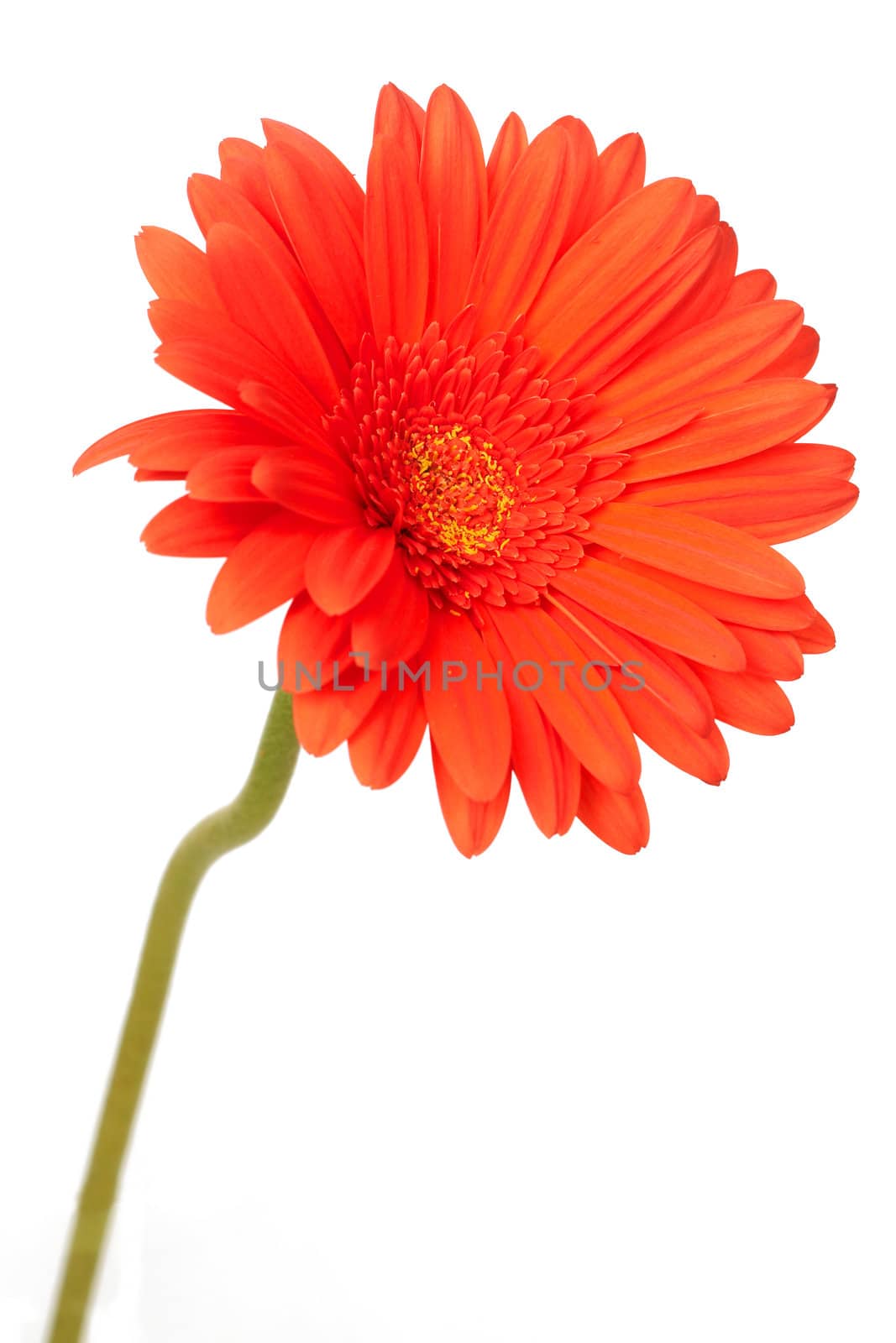 Red gerber daisy on white background. Shallow depth of field
