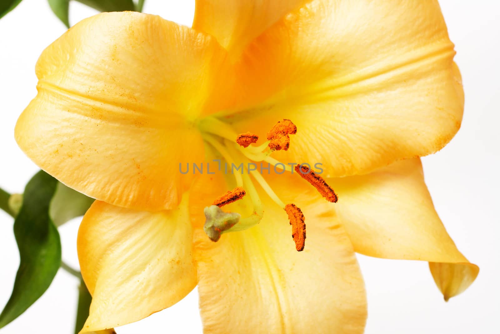 Beautiful yellow tiger lilly on white background 