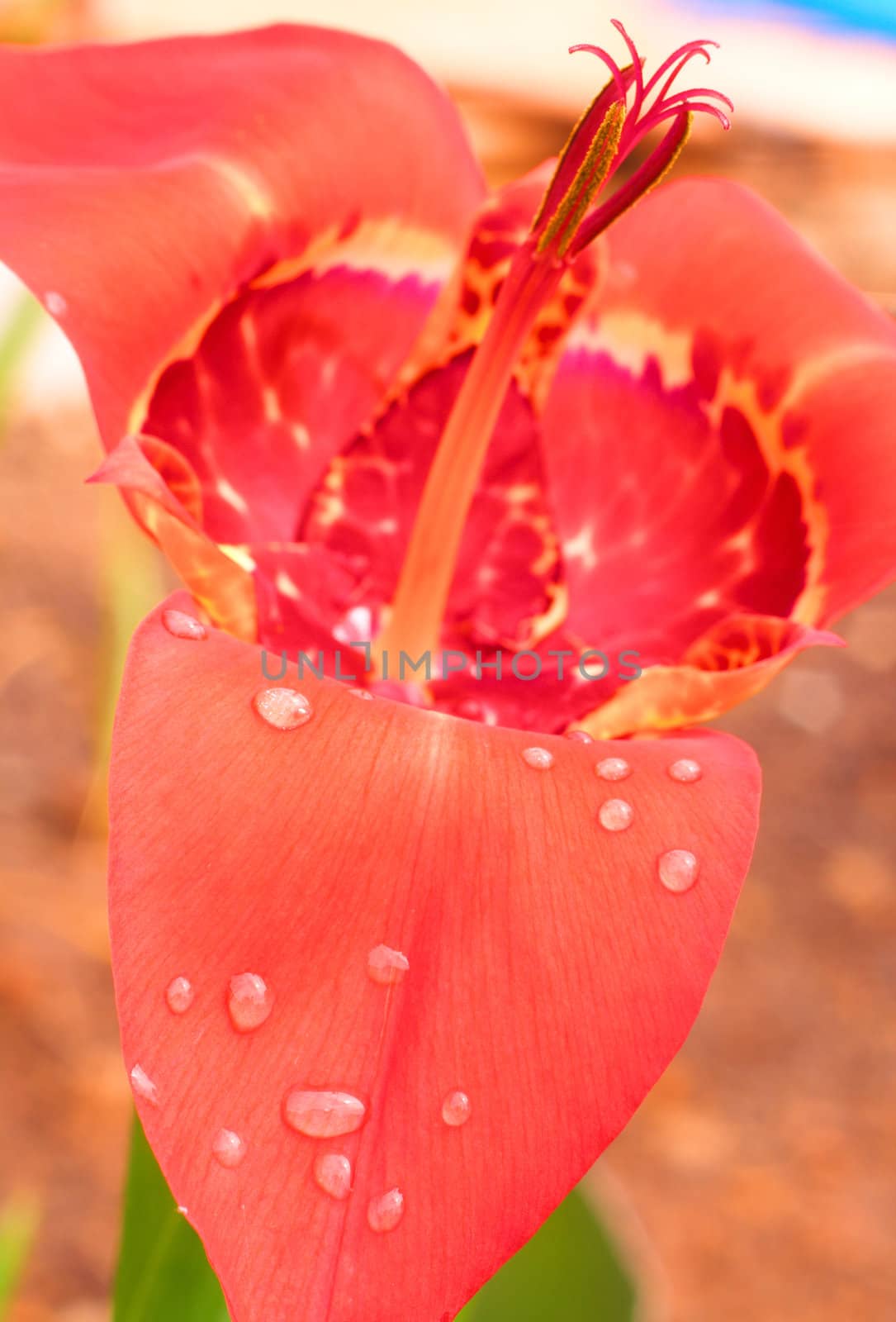 Pink Tigridia pavonia in the garden, macro shot