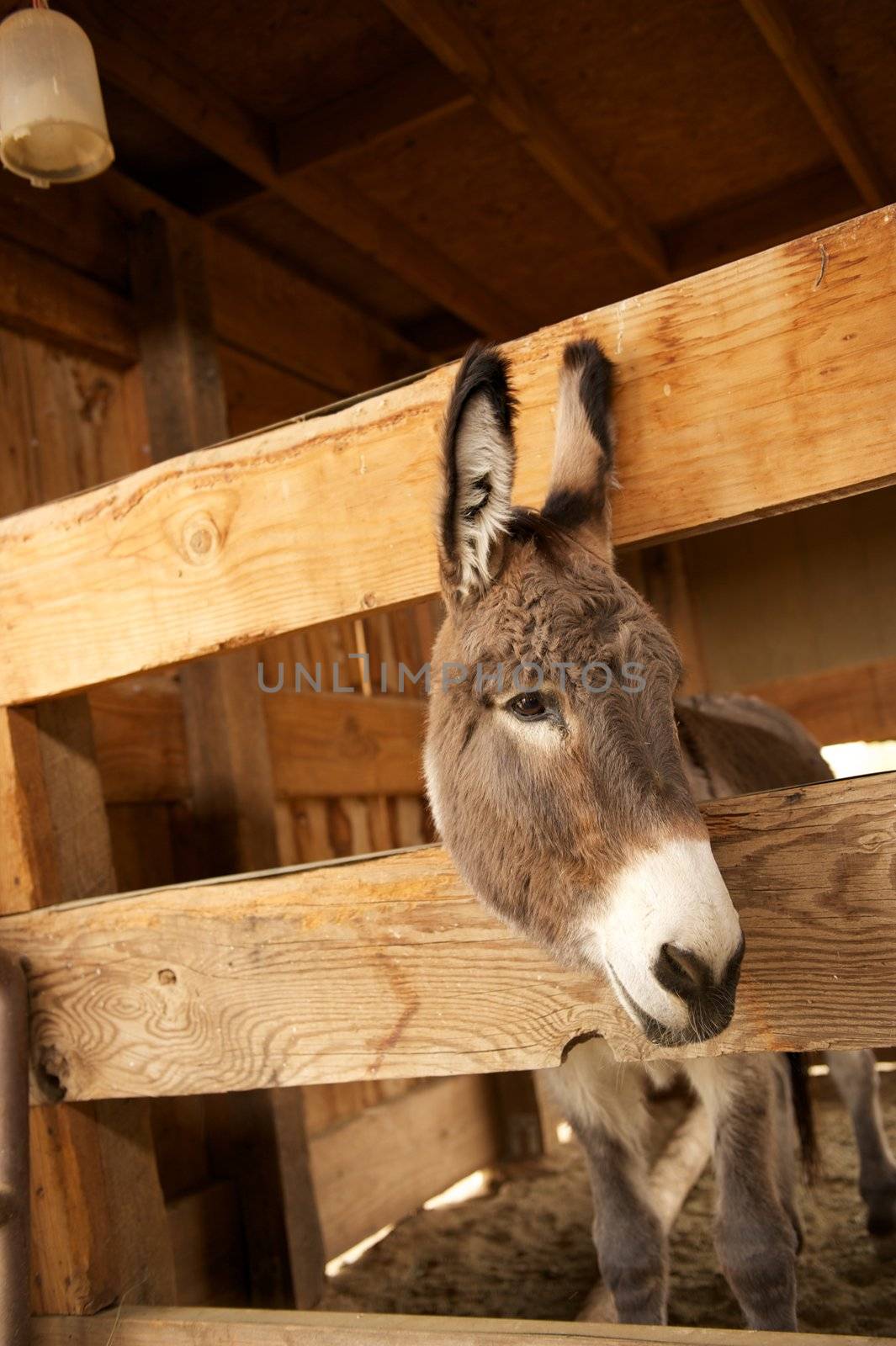 A lonely gray donkey in a wooden pen  in a barn 