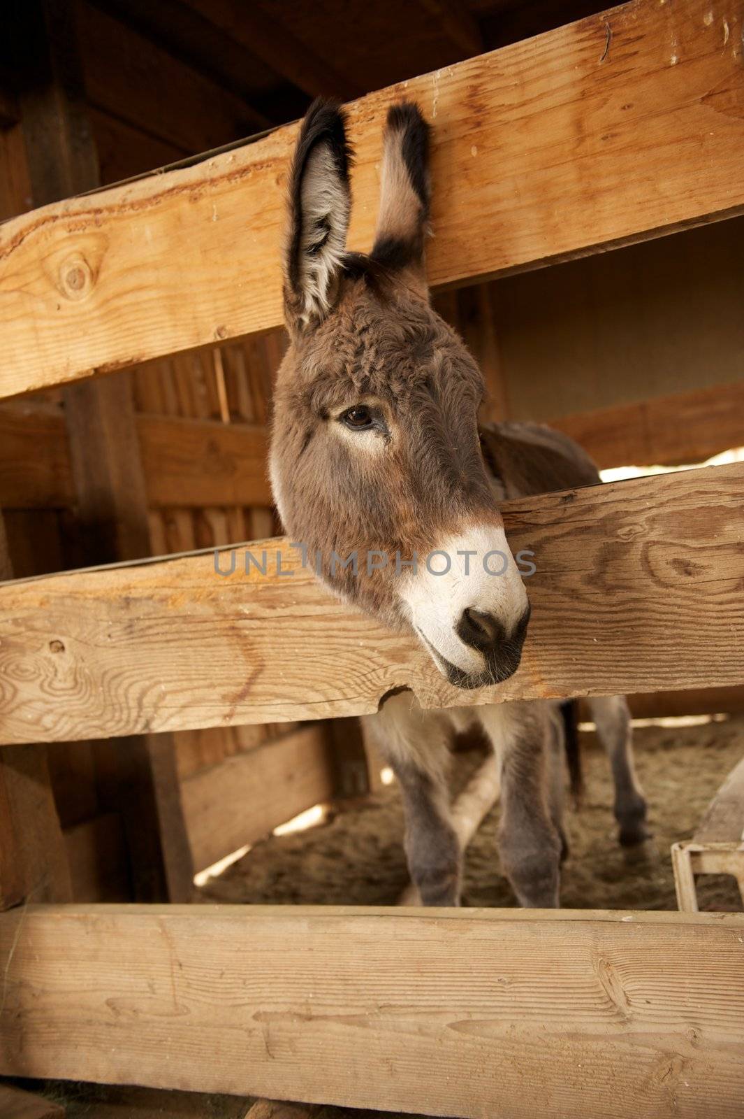 Lonely Donkey Behind Bars by pixelsnap