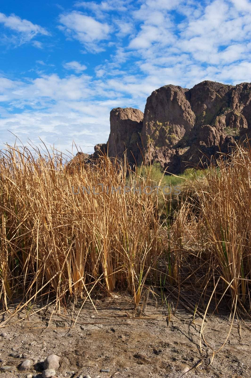 Tall, dry grass in front of green plants and desert mountains with blue sky and white clouds