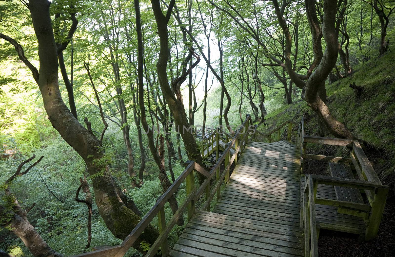 Walk way to the beach and the white chalk cliffs of Moen by the Baltic Sea - Denmark.