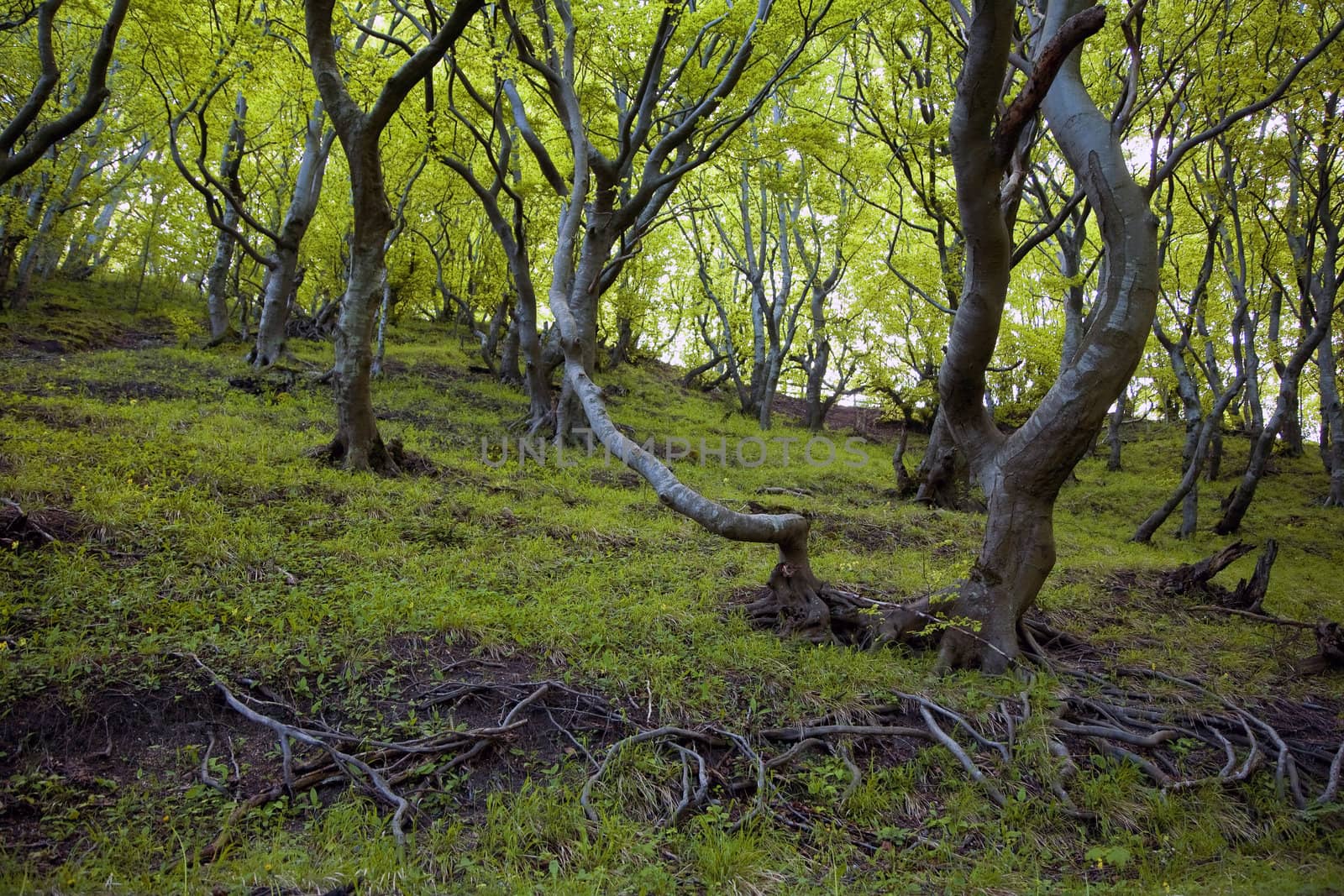 A fairytale wood Denmark by ABCDK