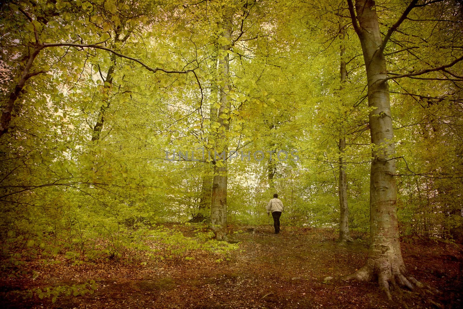 Artistic work of my own in retro style - Postcard from Denmark. - Lonely man walking in the spring forest. More of my images worked together to reflect age and time.
