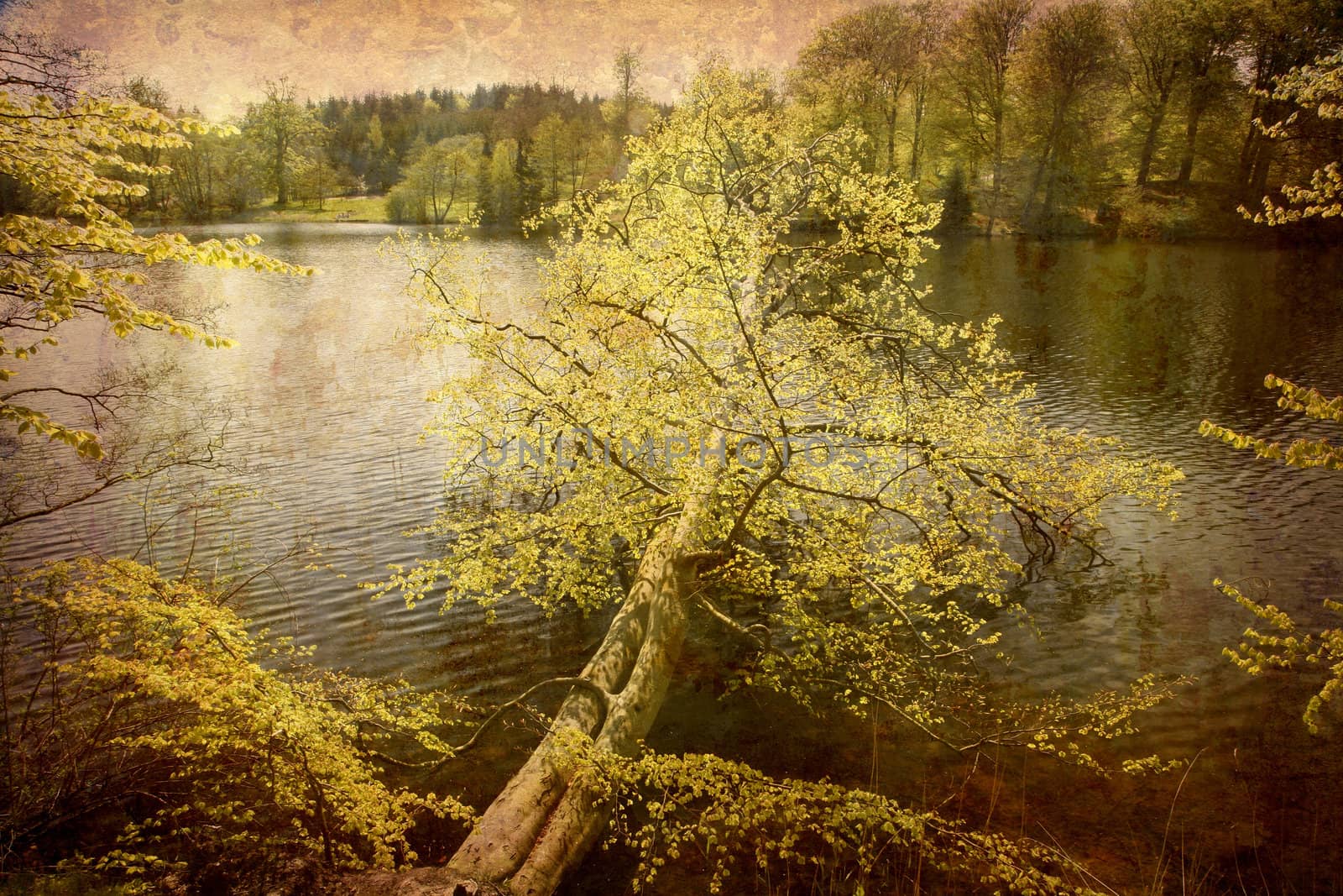 Artistic work of my own in retro style - Postcard from Denmark. - Tilted Beech after the storm. More of my images worked together to reflect age and time.