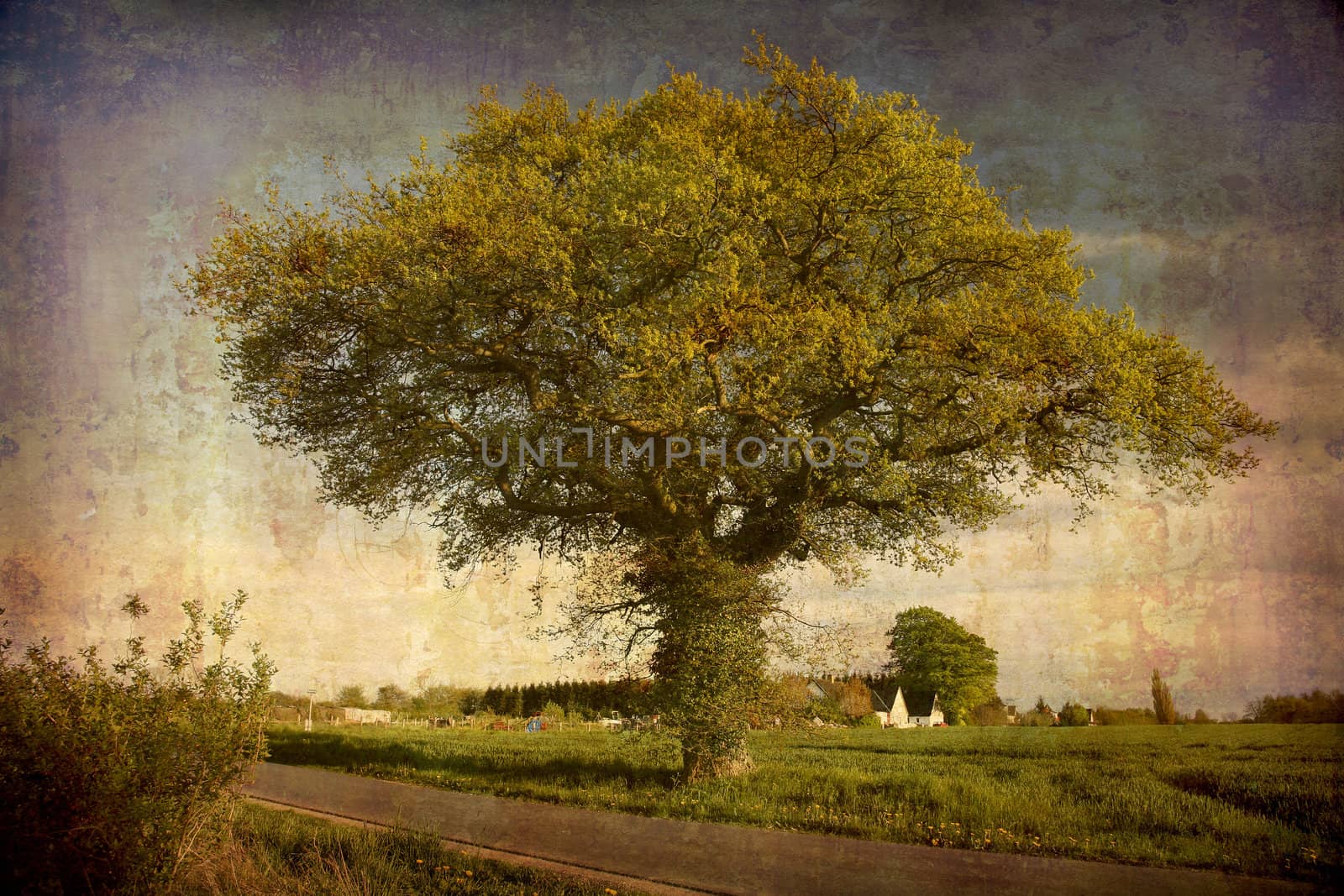 Artistic work of my own in retro style - Postcard from Denmark. - Nice old Oak tree. More of my images worked together to reflect age and time.