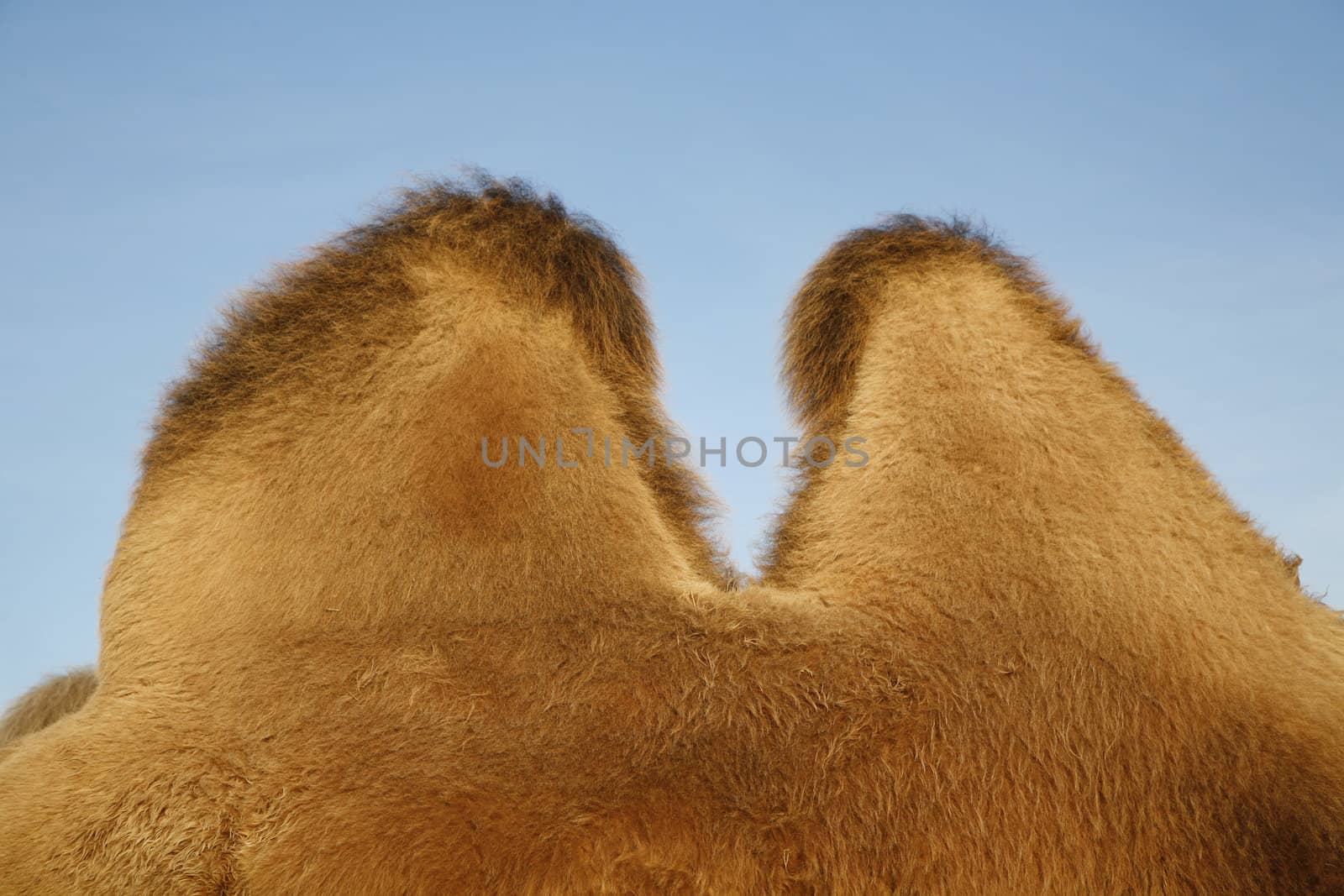 Detail of a camel. Useful for many concepts.