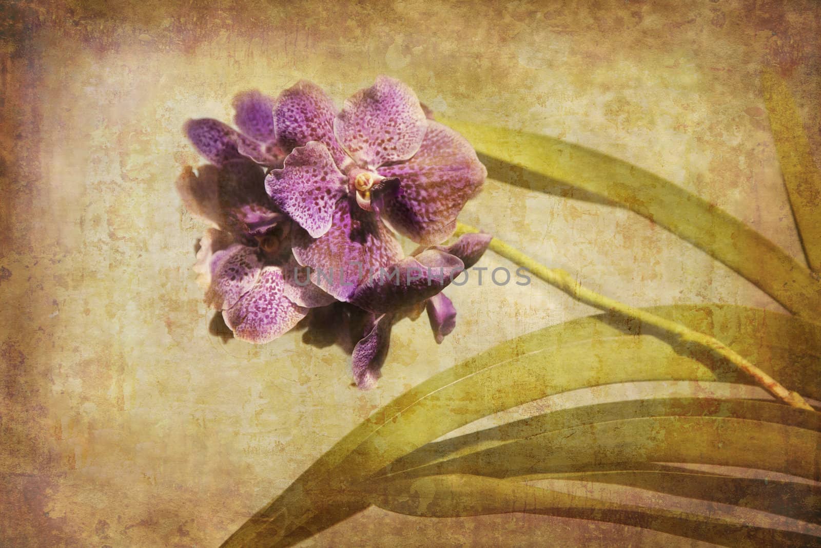Artistic work of my own in retro style - Flower postcards - purple Orchid