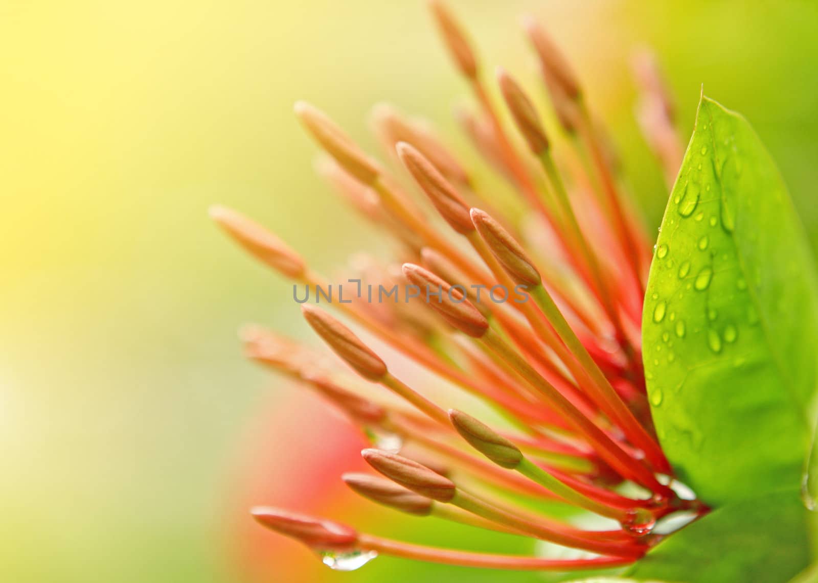 red flower stamen close up at day