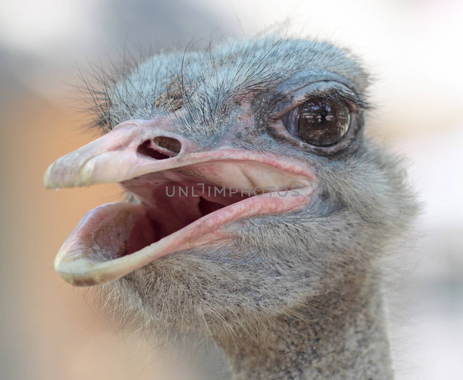 ostrich portrait in the farm, close up, background