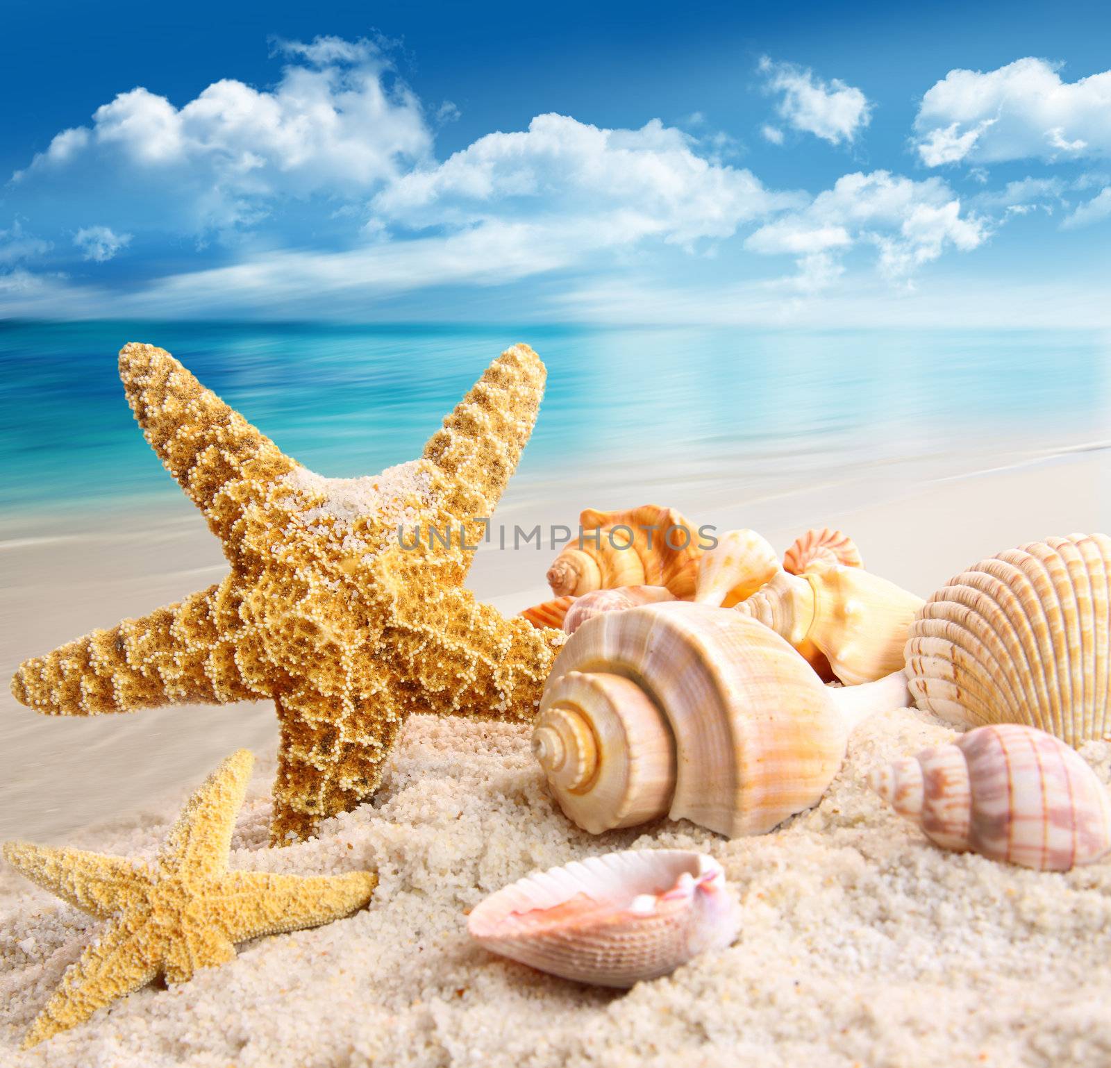 Starfish and seashells on the beach by Sandralise