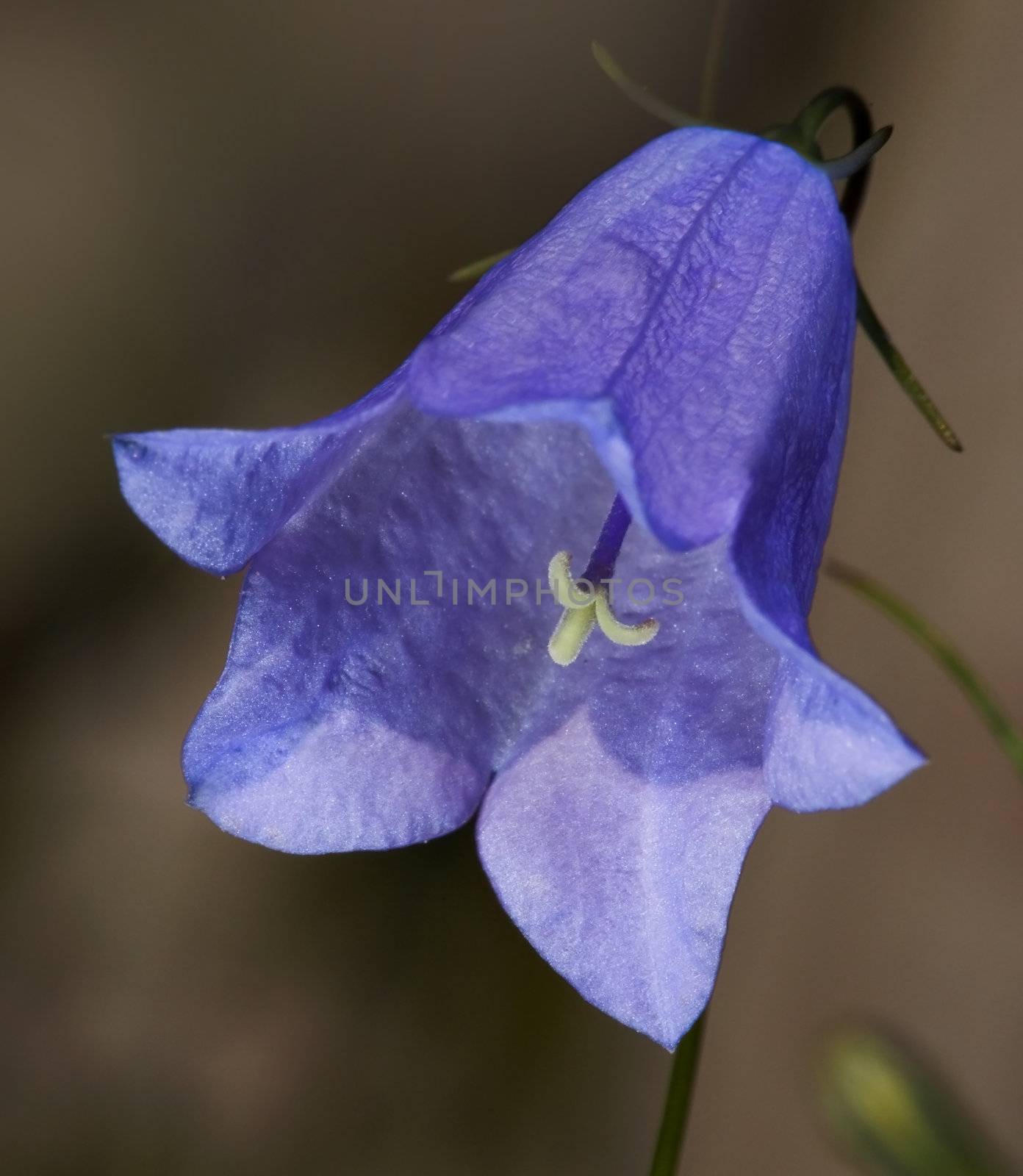 Flower bell in vivo close up