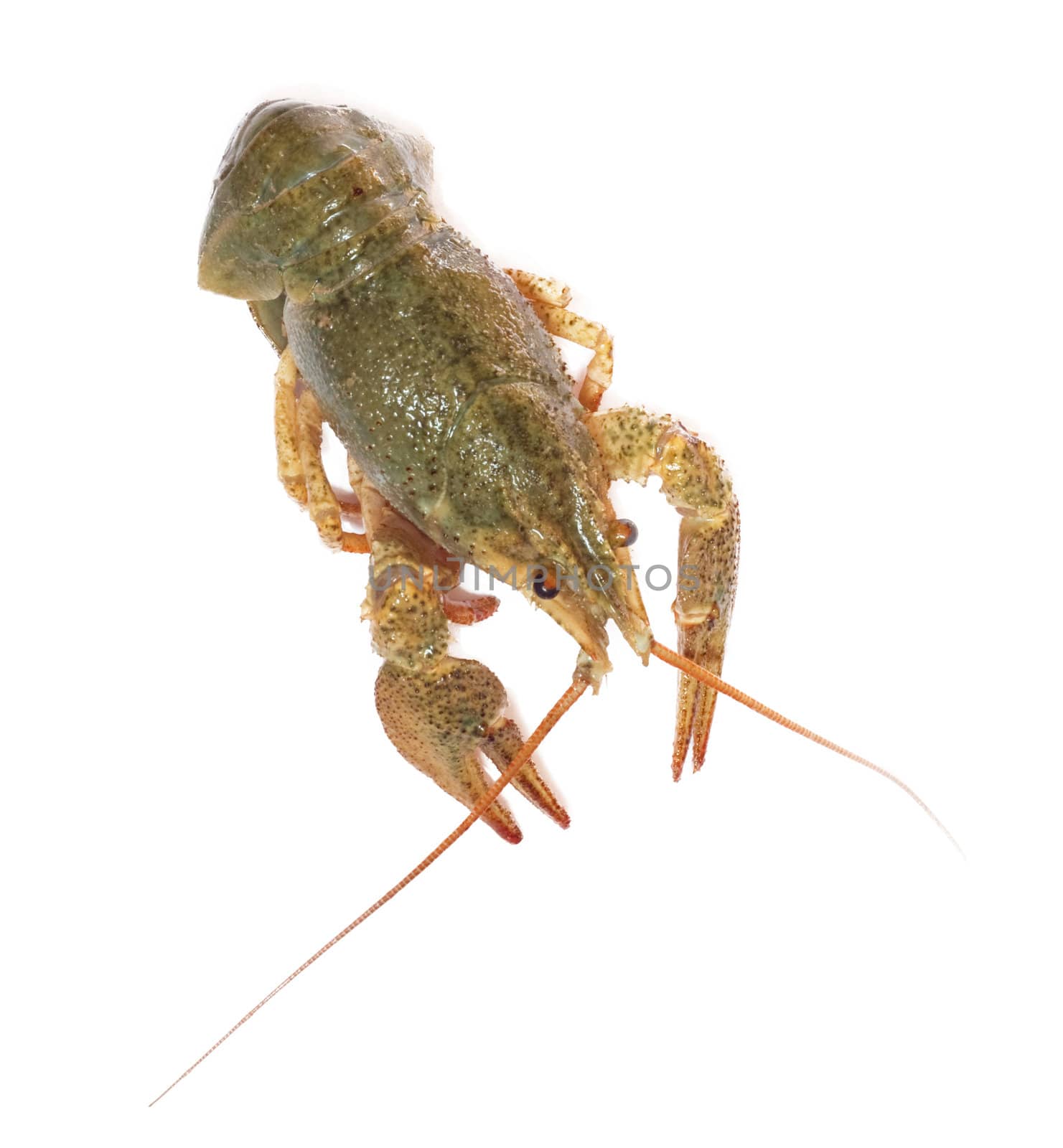  crawfish on white background 