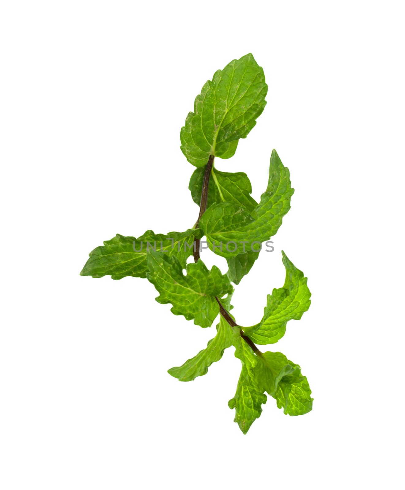 mint on a white background