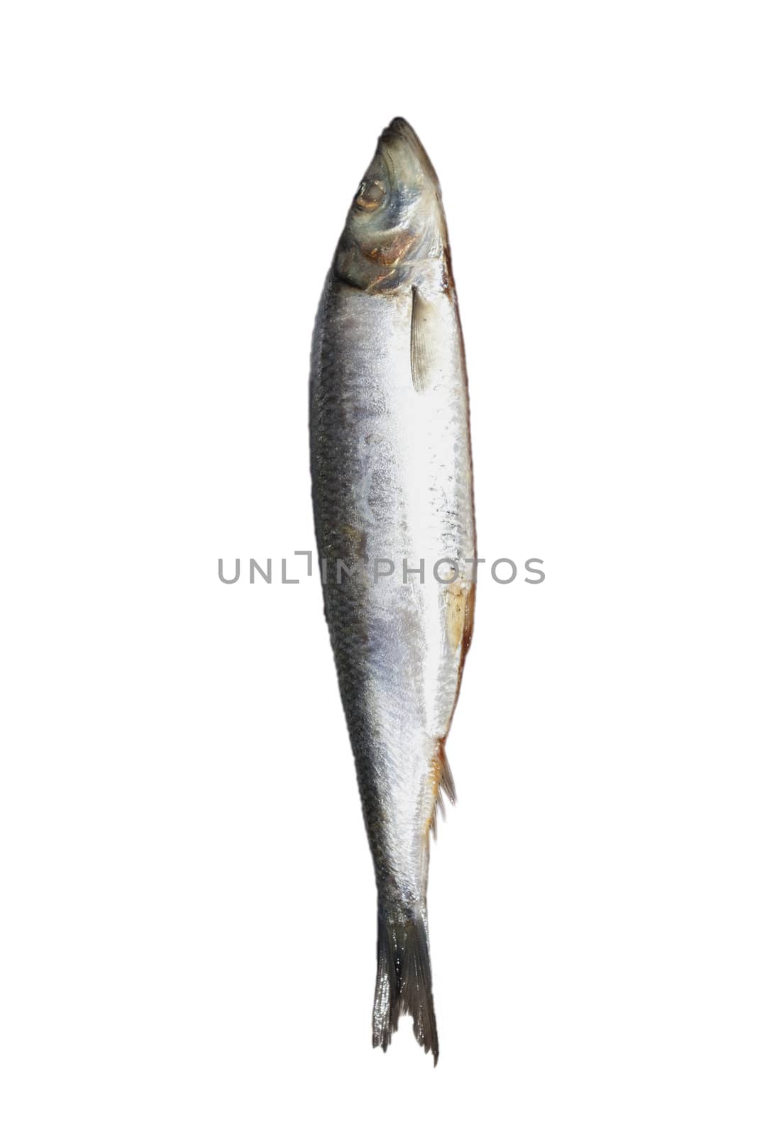 Herring. Image series of different food on white background 