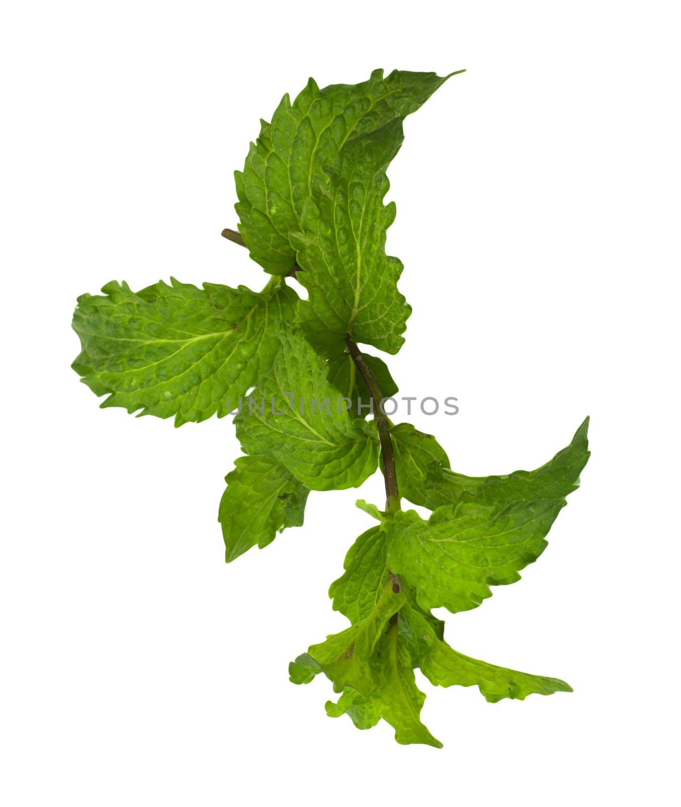 mint on a white background