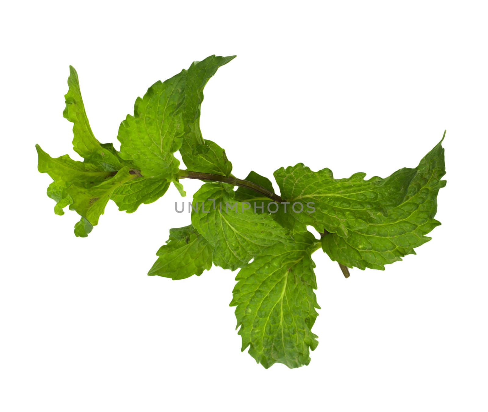 mint on a white background