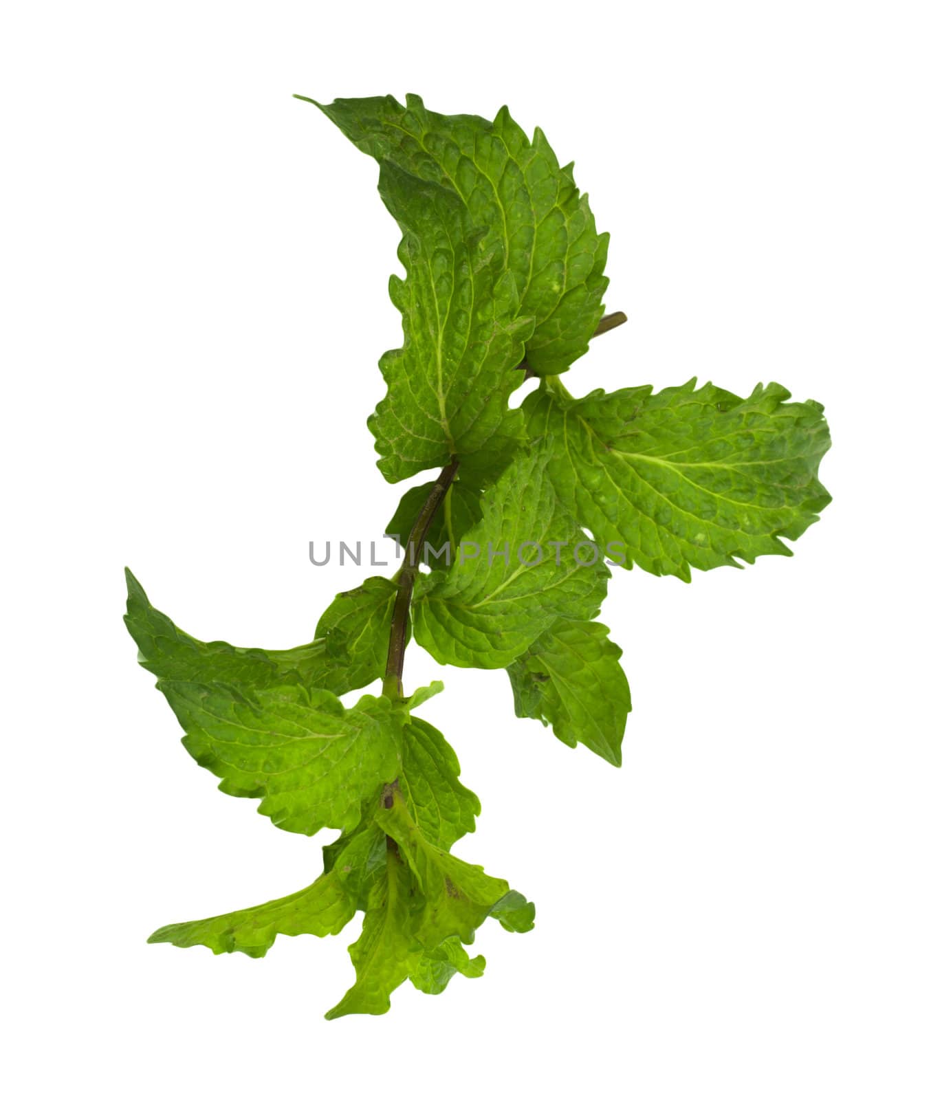 mint on a white background