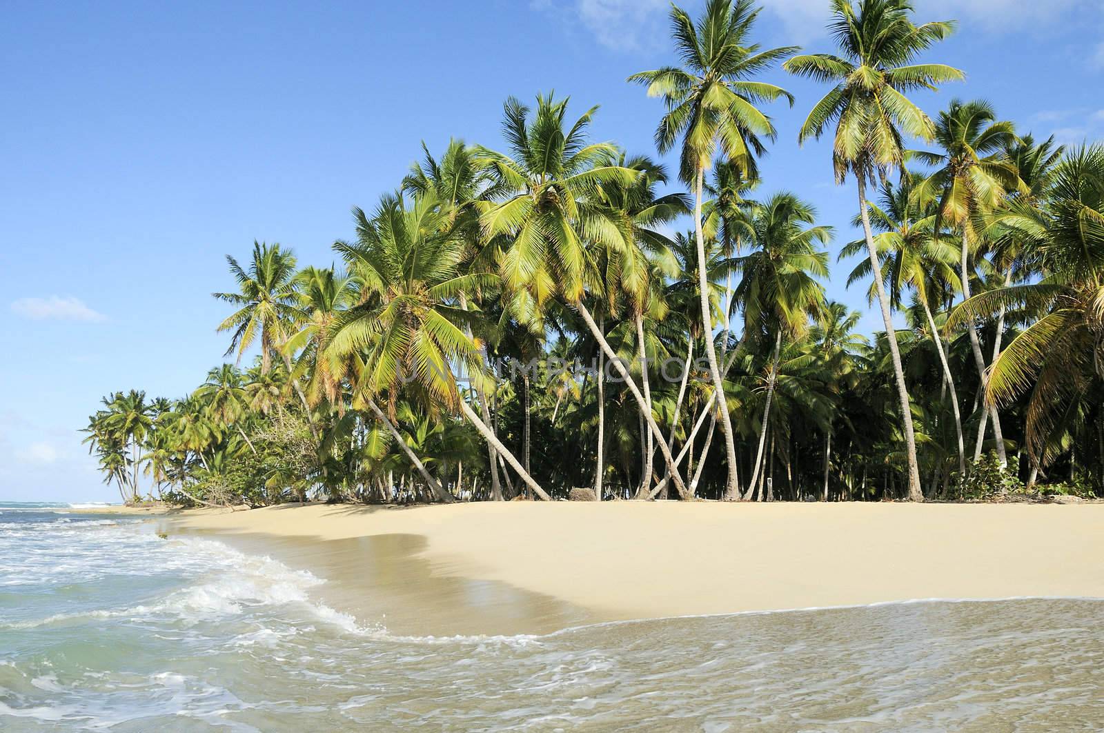 Coconut Palms arranged on a random order against the blue sky