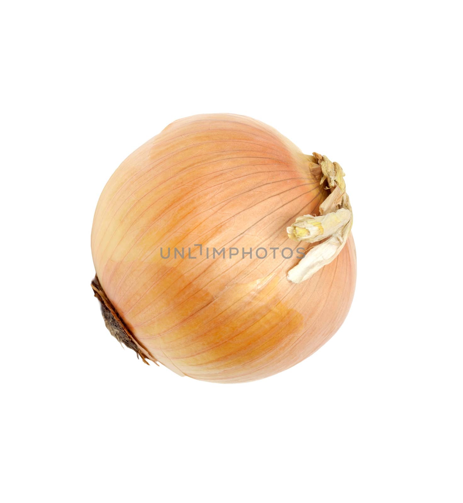 Ripe onion on a white background 