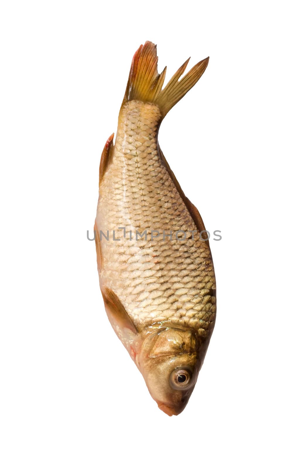 Fresh fish carp on a white background