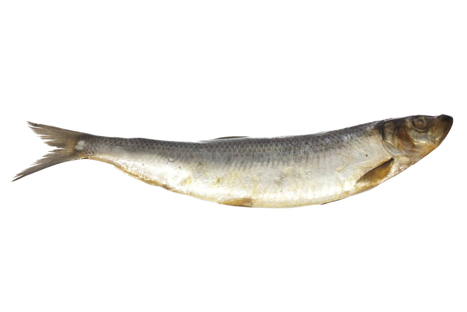 salted herring on white background 