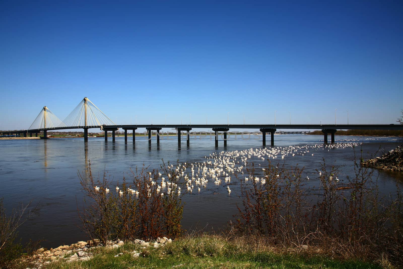 Mississippi River Bridge with a flock of Pelicans