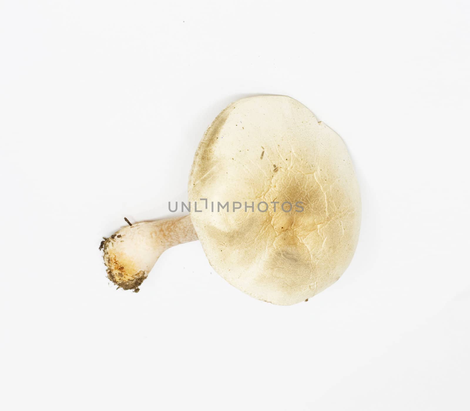 pale toadstool